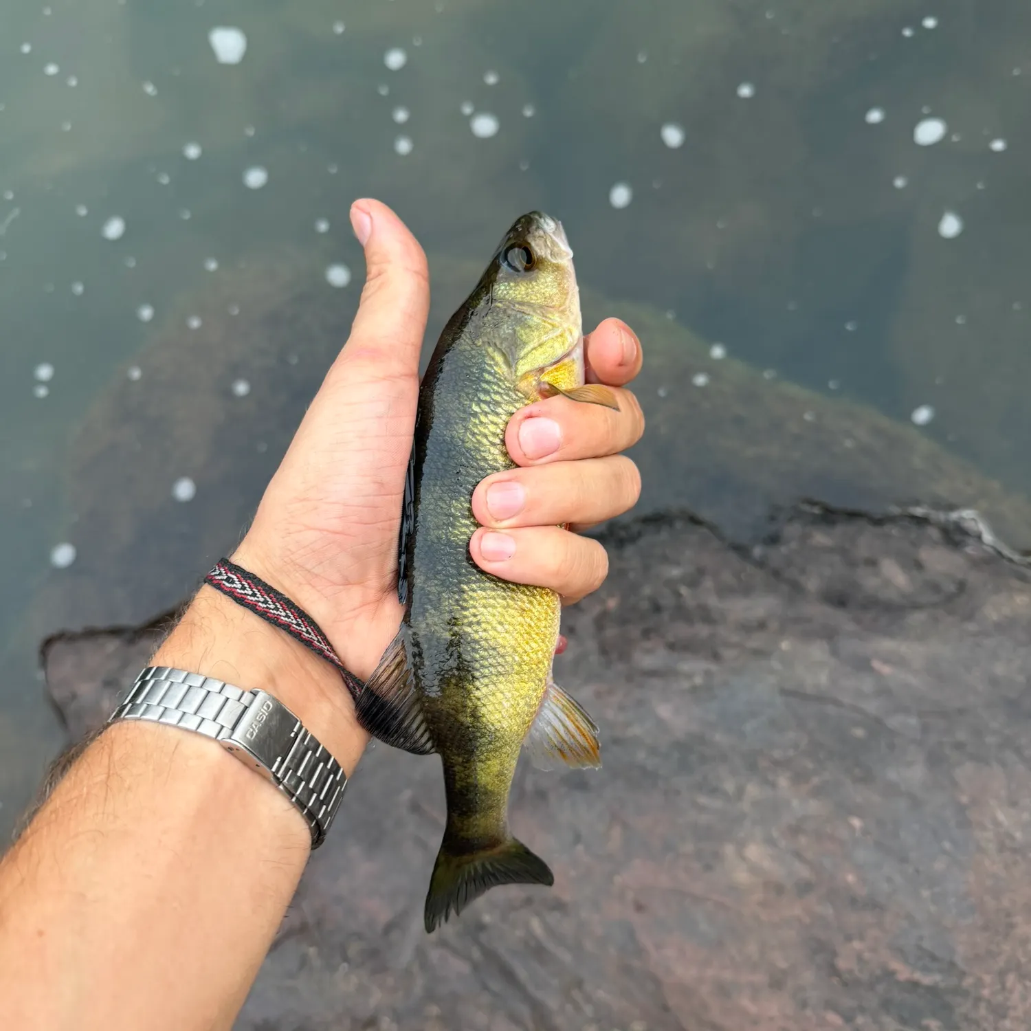 Yellow perch caught on Fishbrain