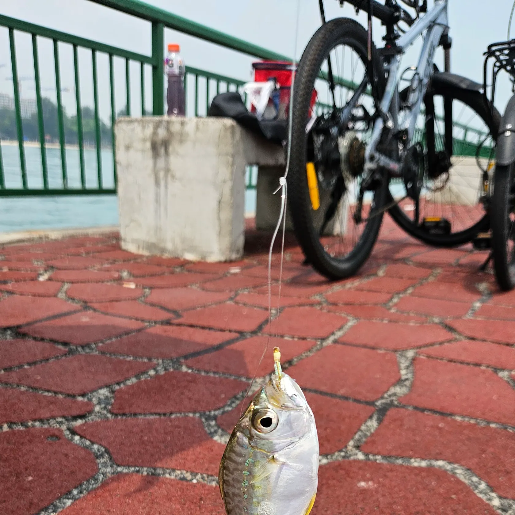 Goldspotted spinefoot caught on Fishbrain