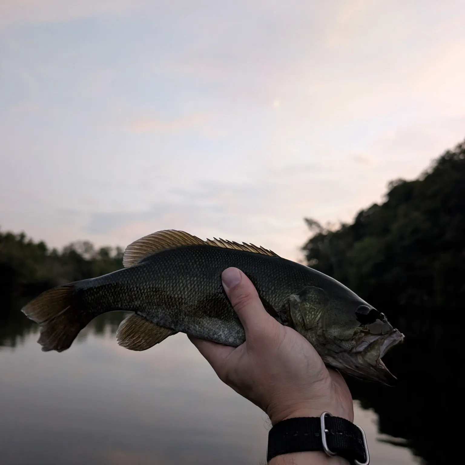Smallmouth bass caught on Fishbrain