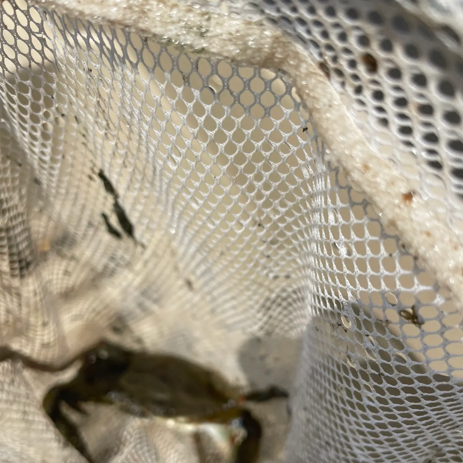 Blue crab caught on Fishbrain