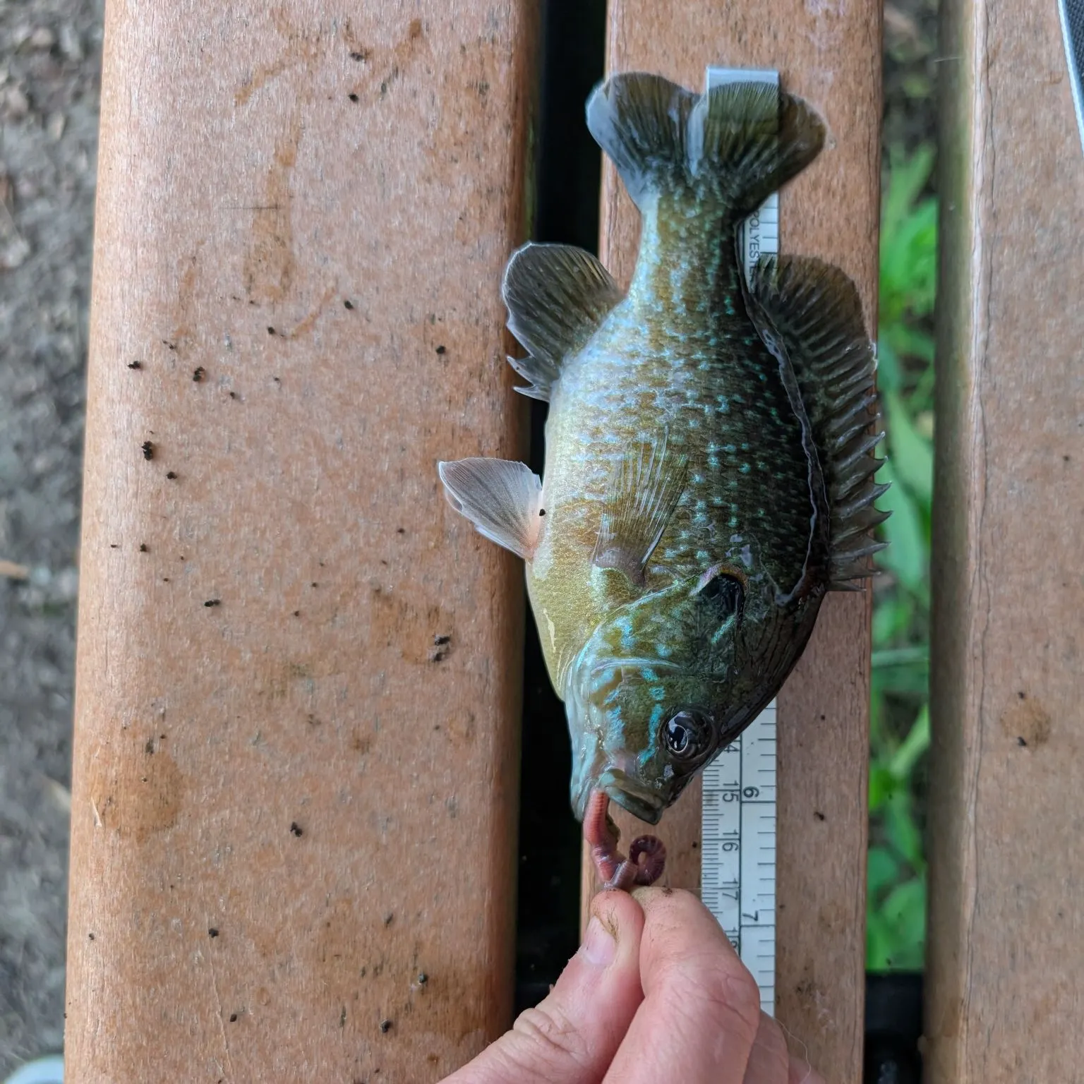 Greengill hybrid caught on Fishbrain