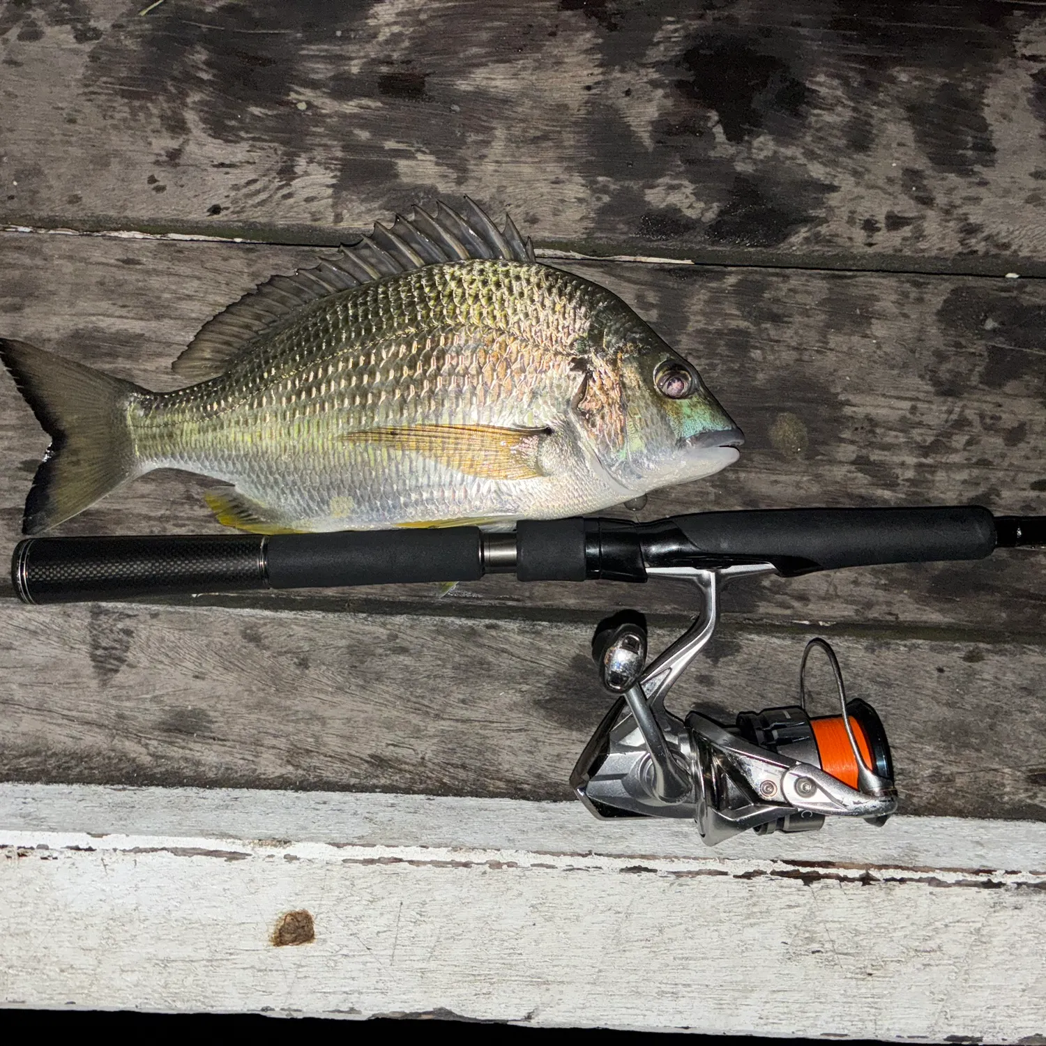 The most recent Surf bream catches on Fishbrain