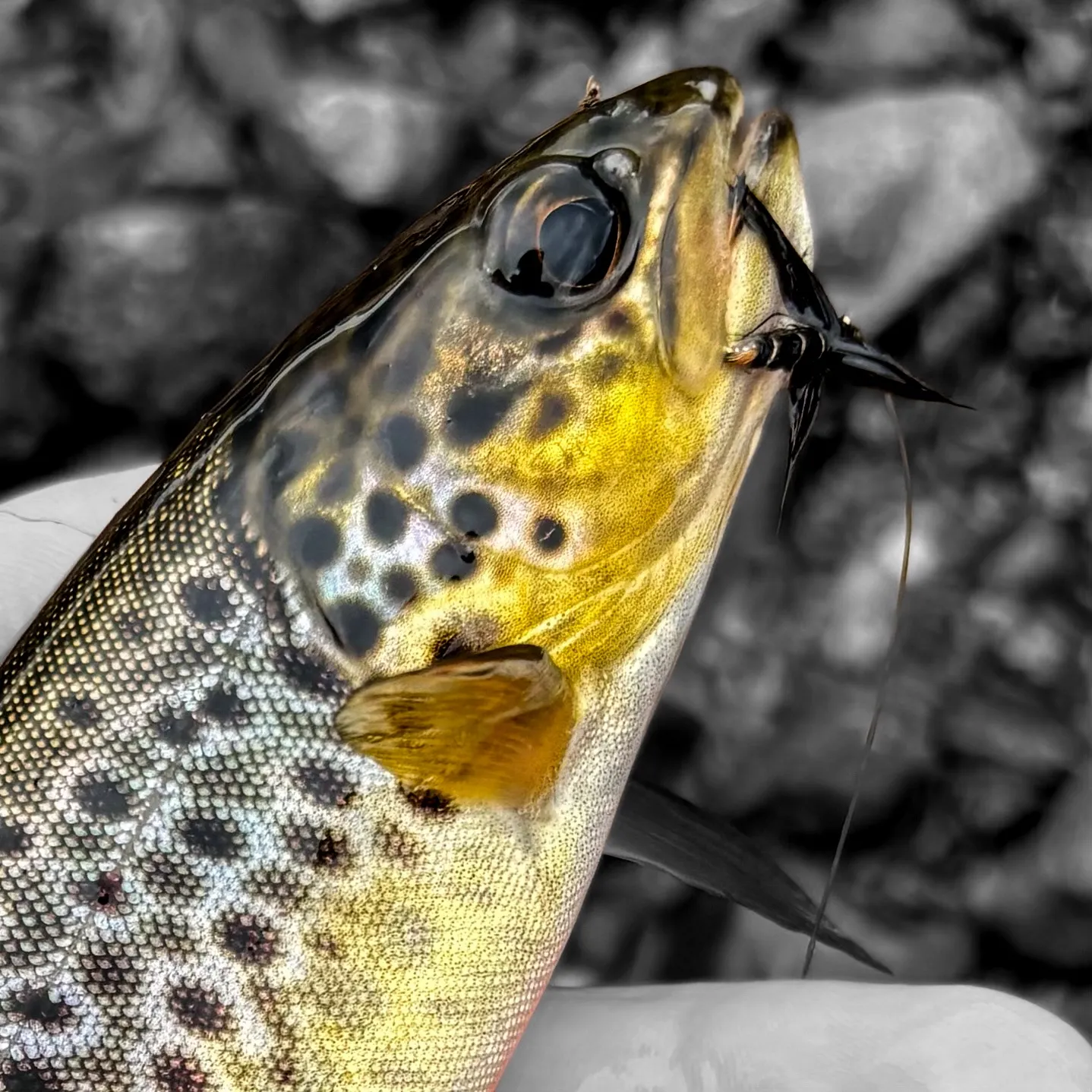 Brown trout caught on Fishbrain