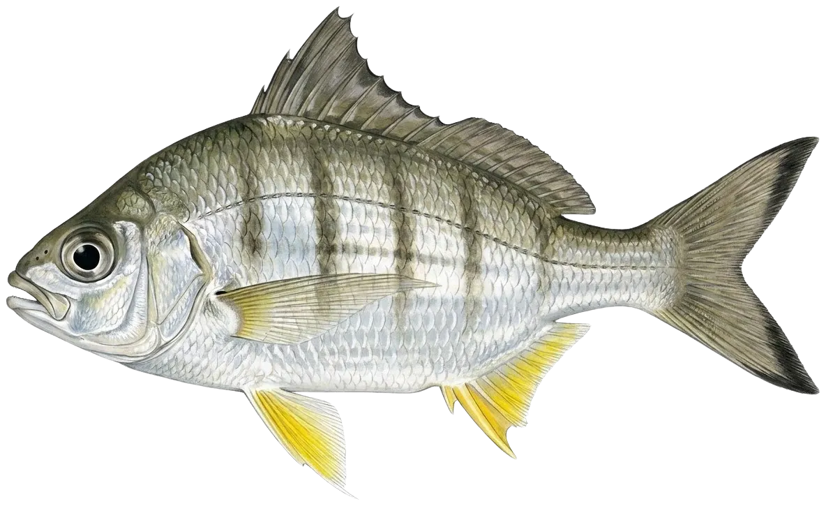 Yellowfin mojarra