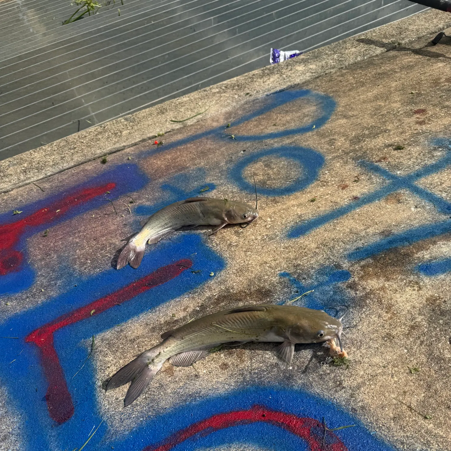 Fish caught on Fishbrain