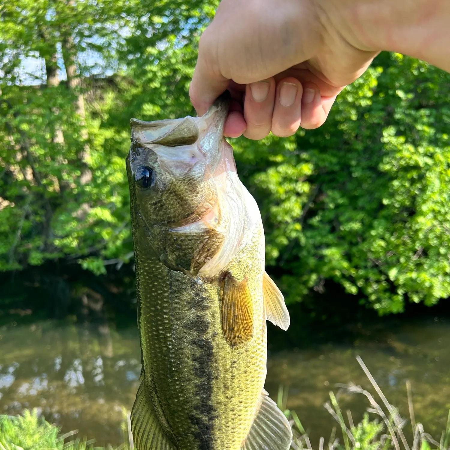 Largemouth bass caught on Fishbrain