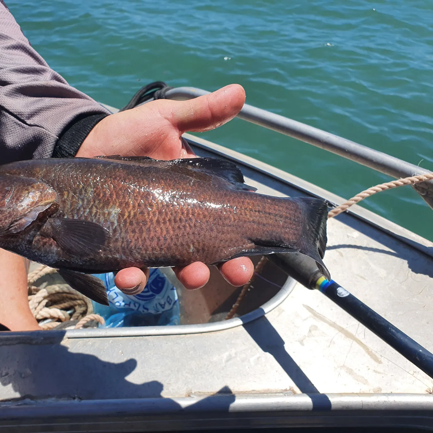 Fish caught on Fishbrain