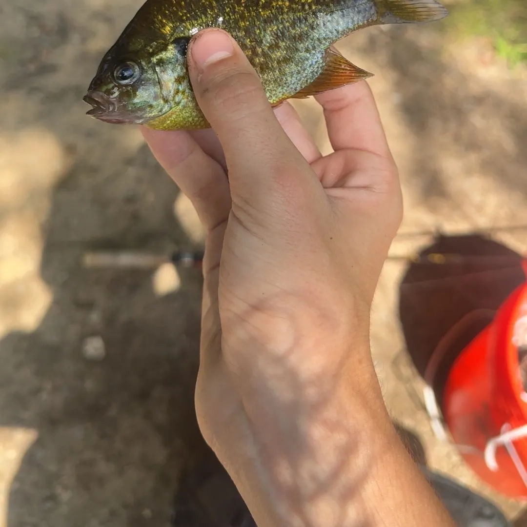 Greengill hybrid caught on Fishbrain