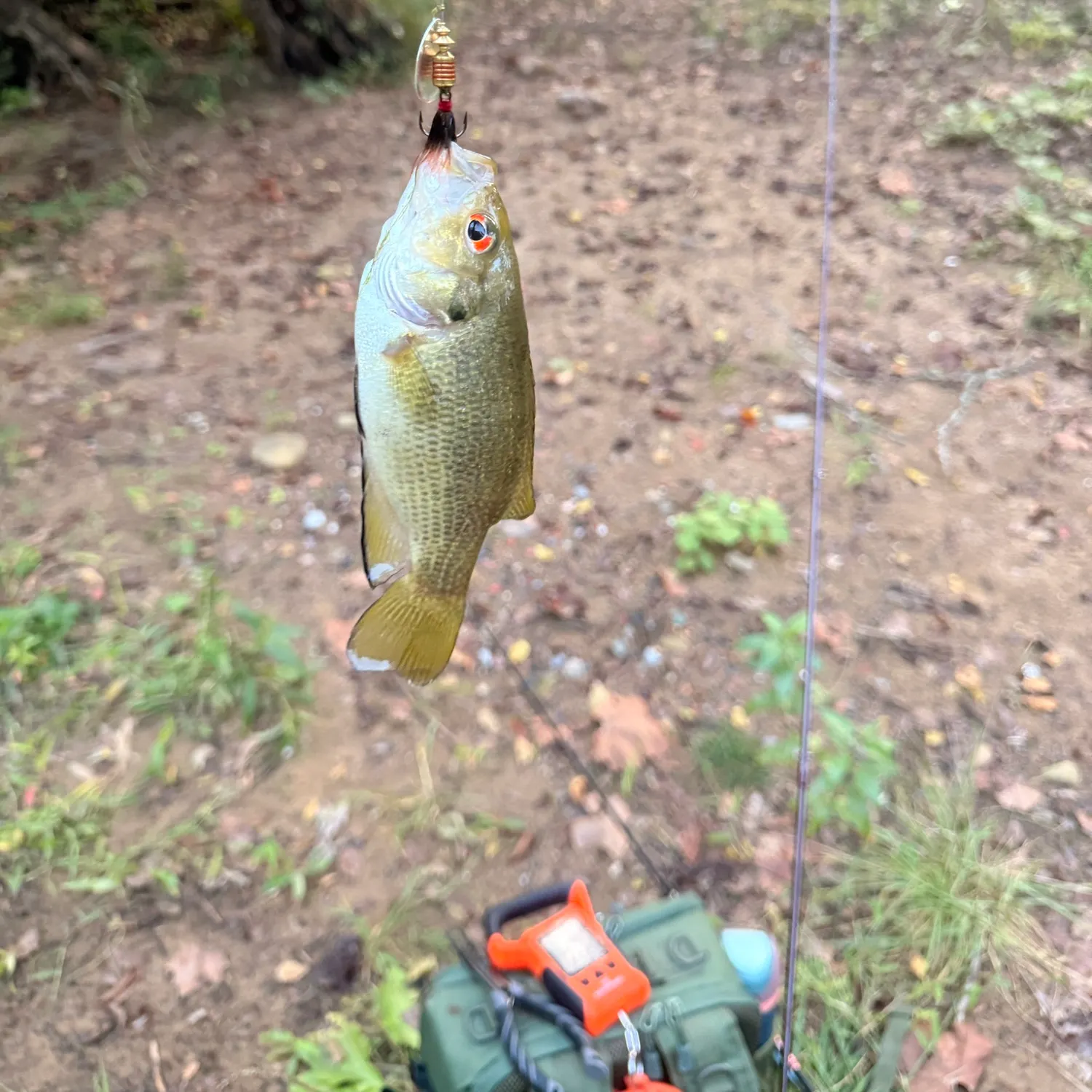 Rock bass caught on Fishbrain