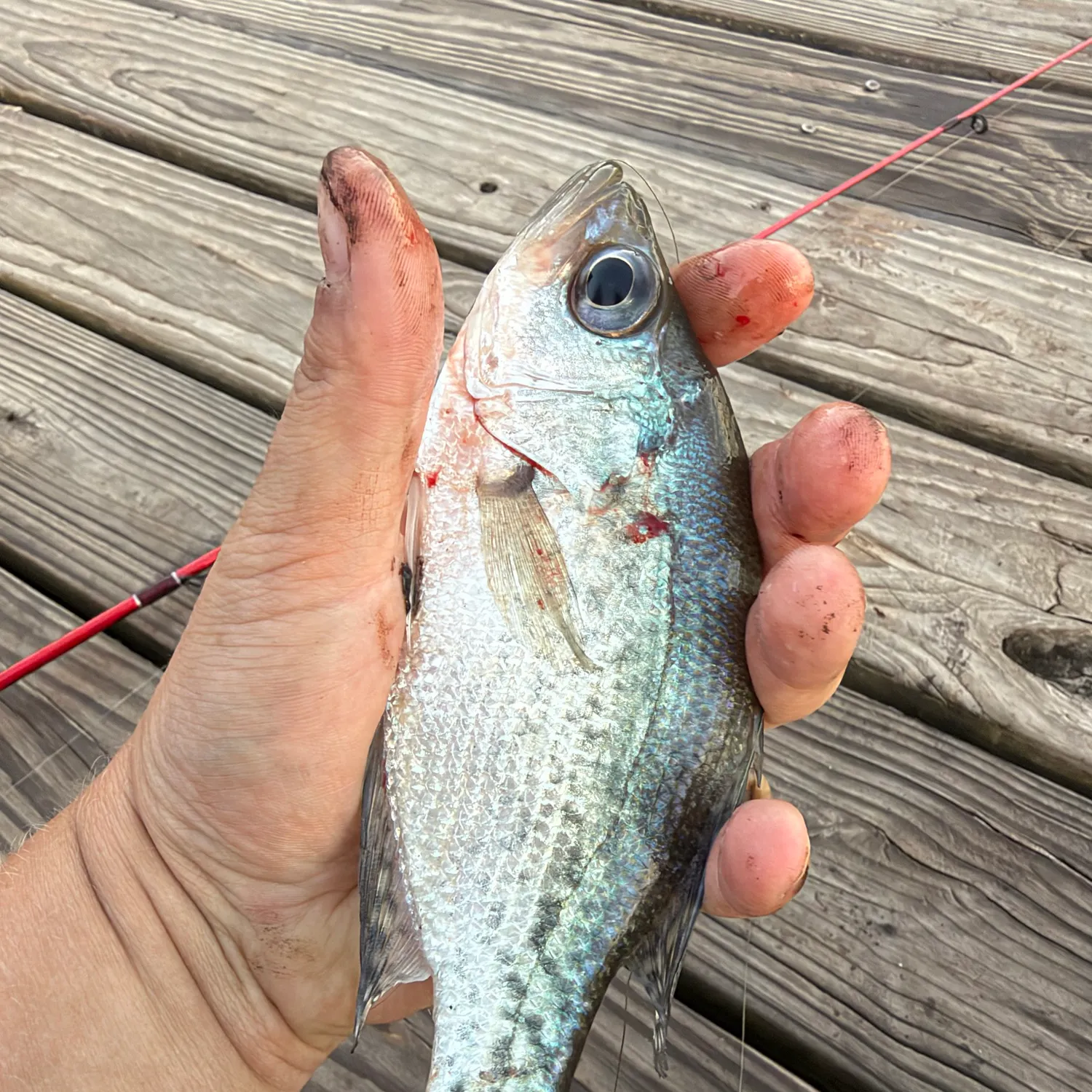 White crappie caught on Fishbrain