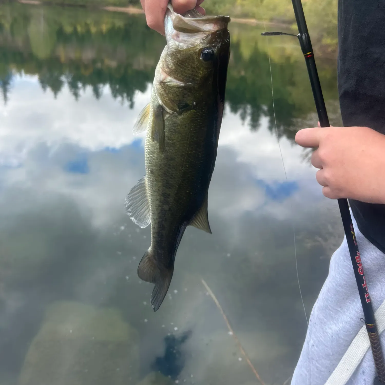 Largemouth bass caught on Fishbrain