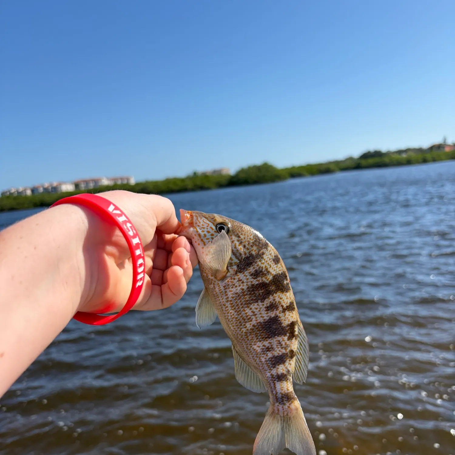Pigfish caught on Fishbrain