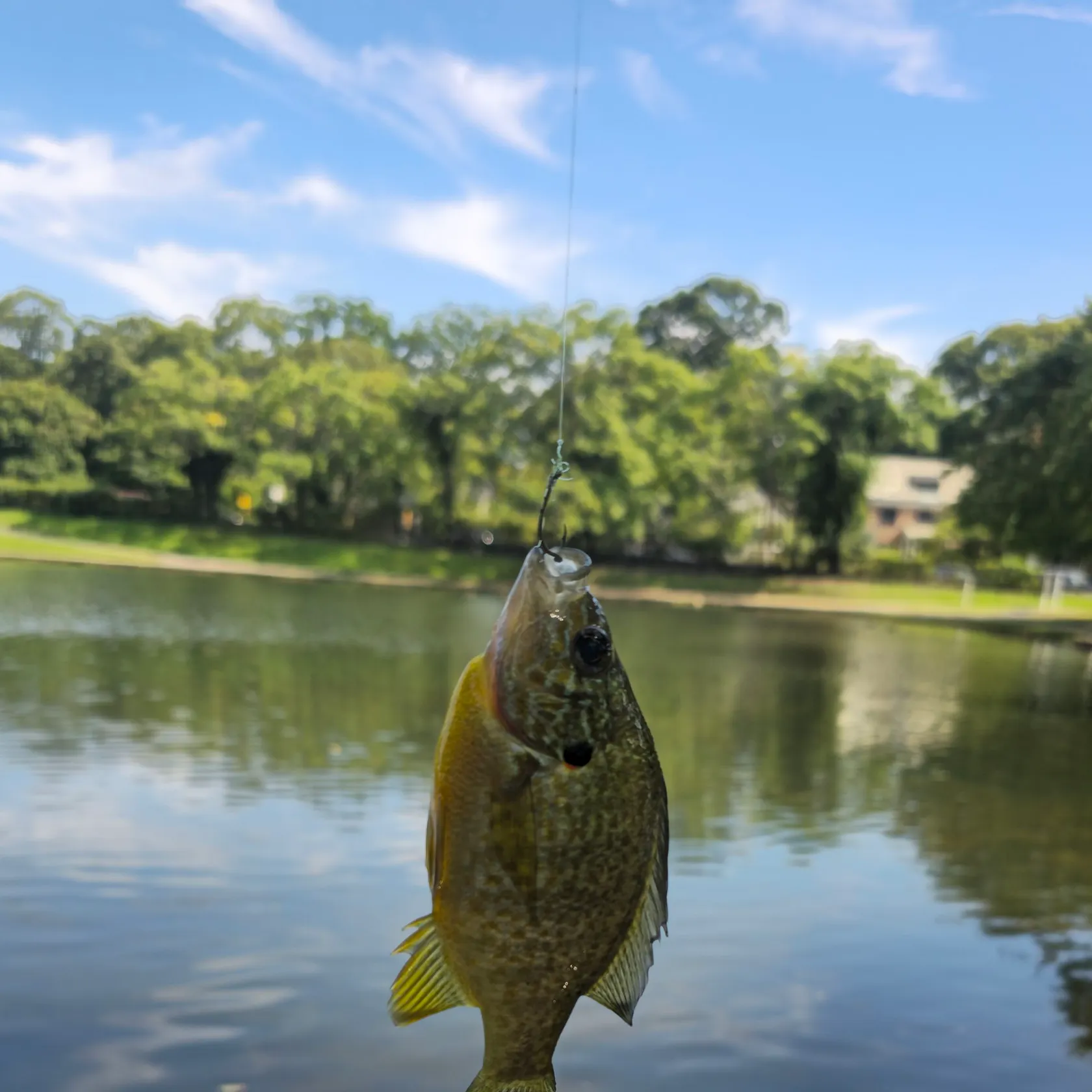 Pumpkinseed caught on Fishbrain