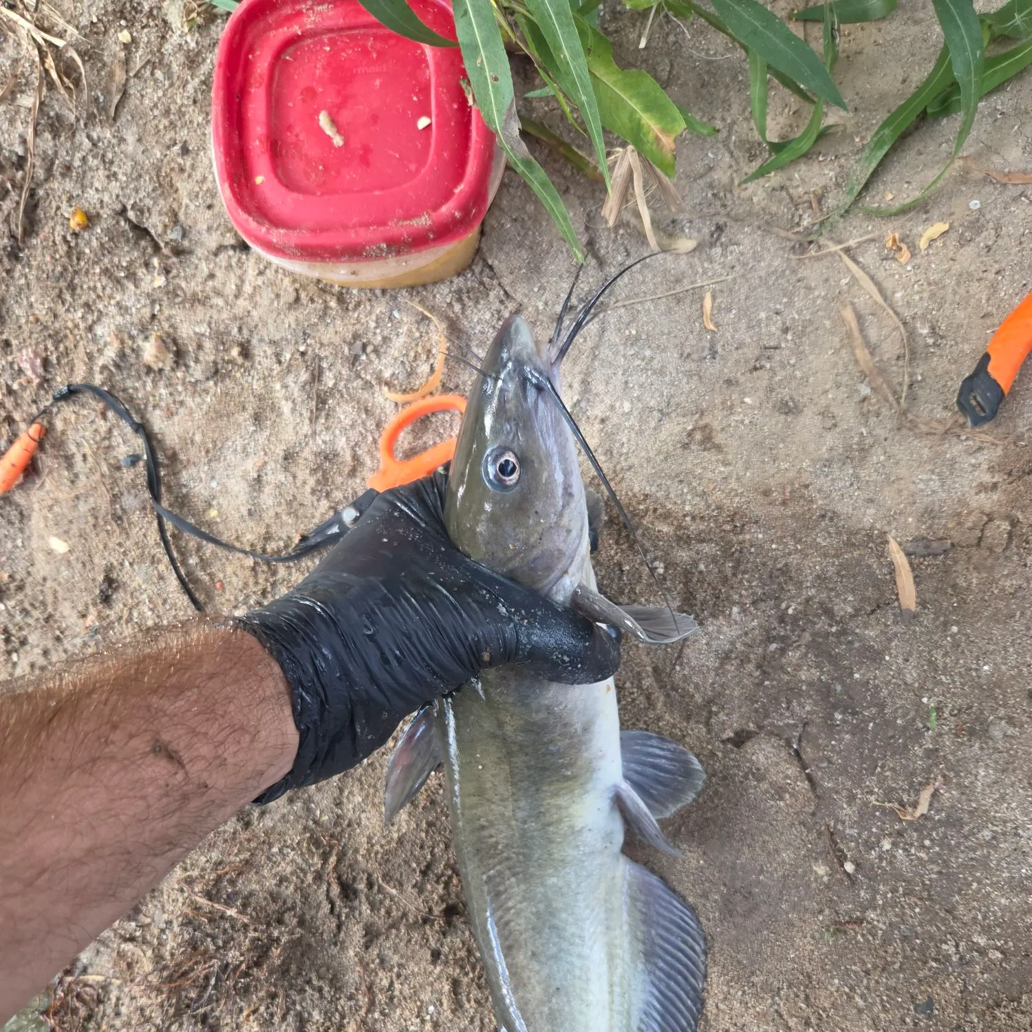 catch
