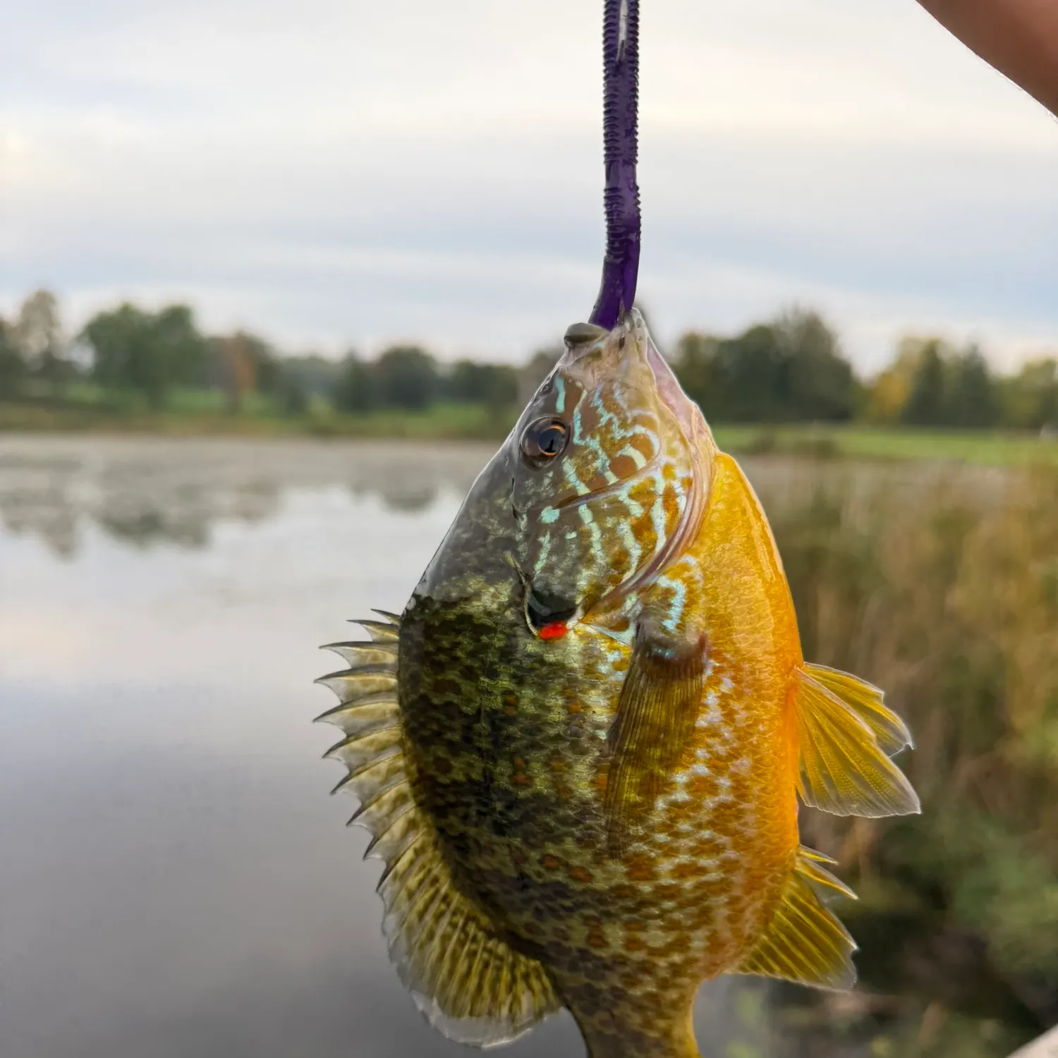 Pumpkinseed caught on Fishbrain
