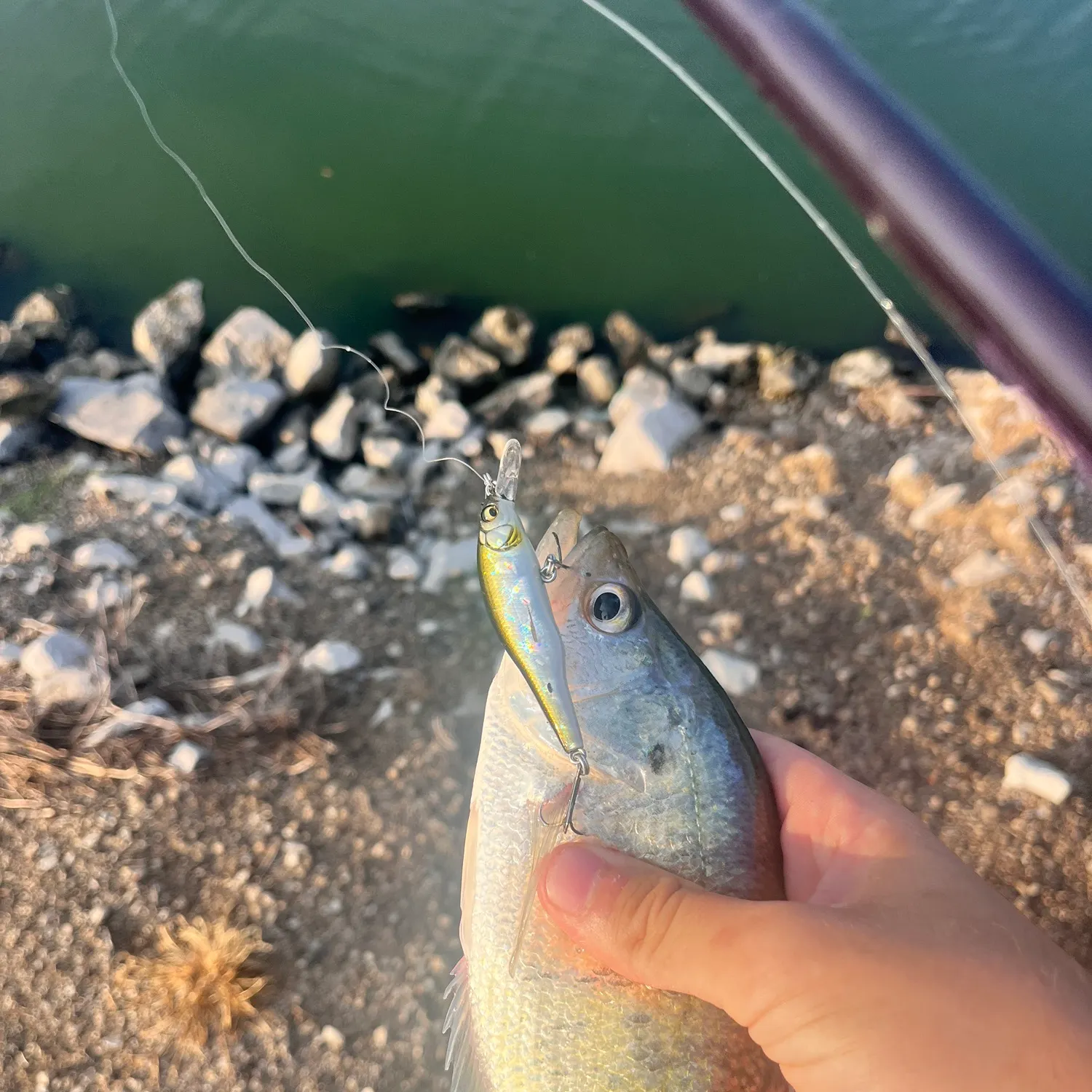 White crappie caught on Fishbrain