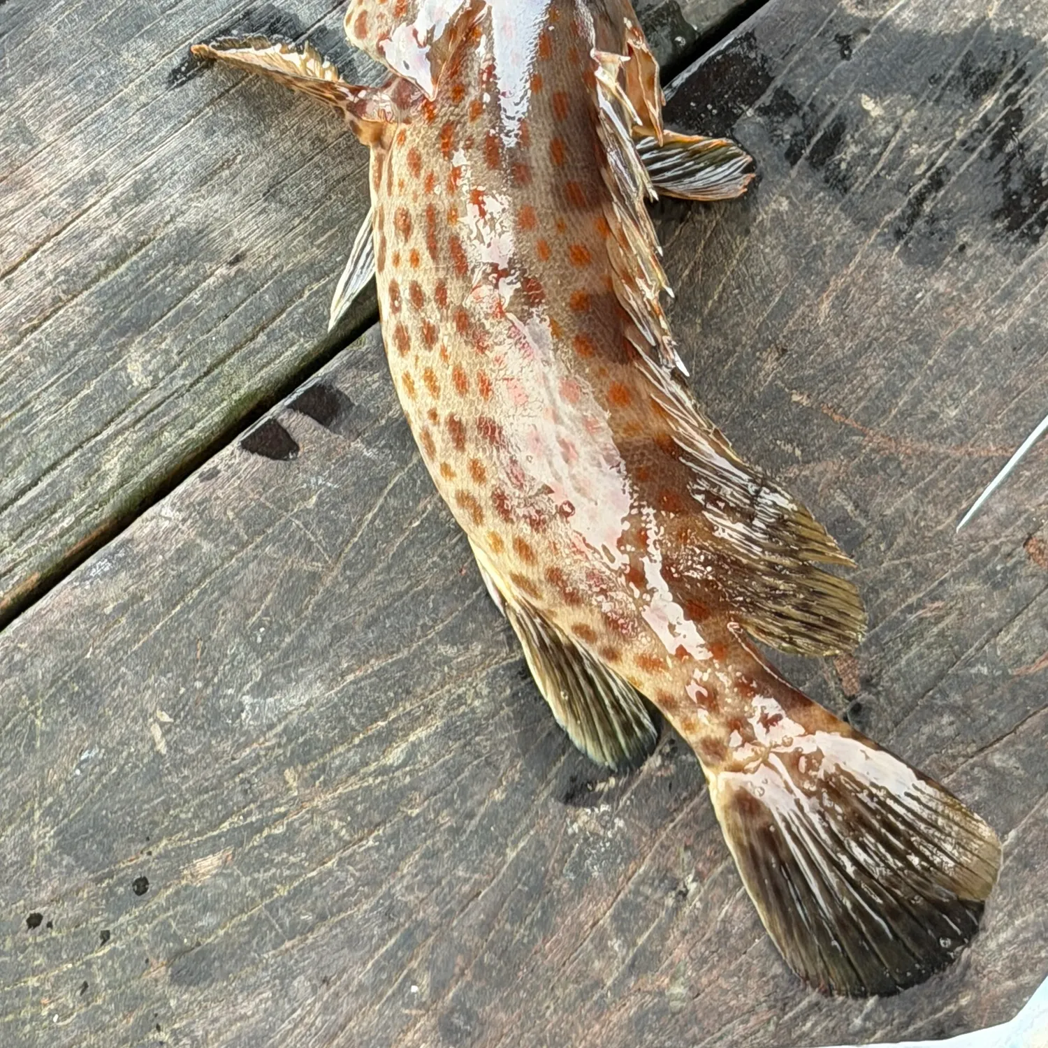 The most recent Orange-spotted grouper catches on Fishbrain