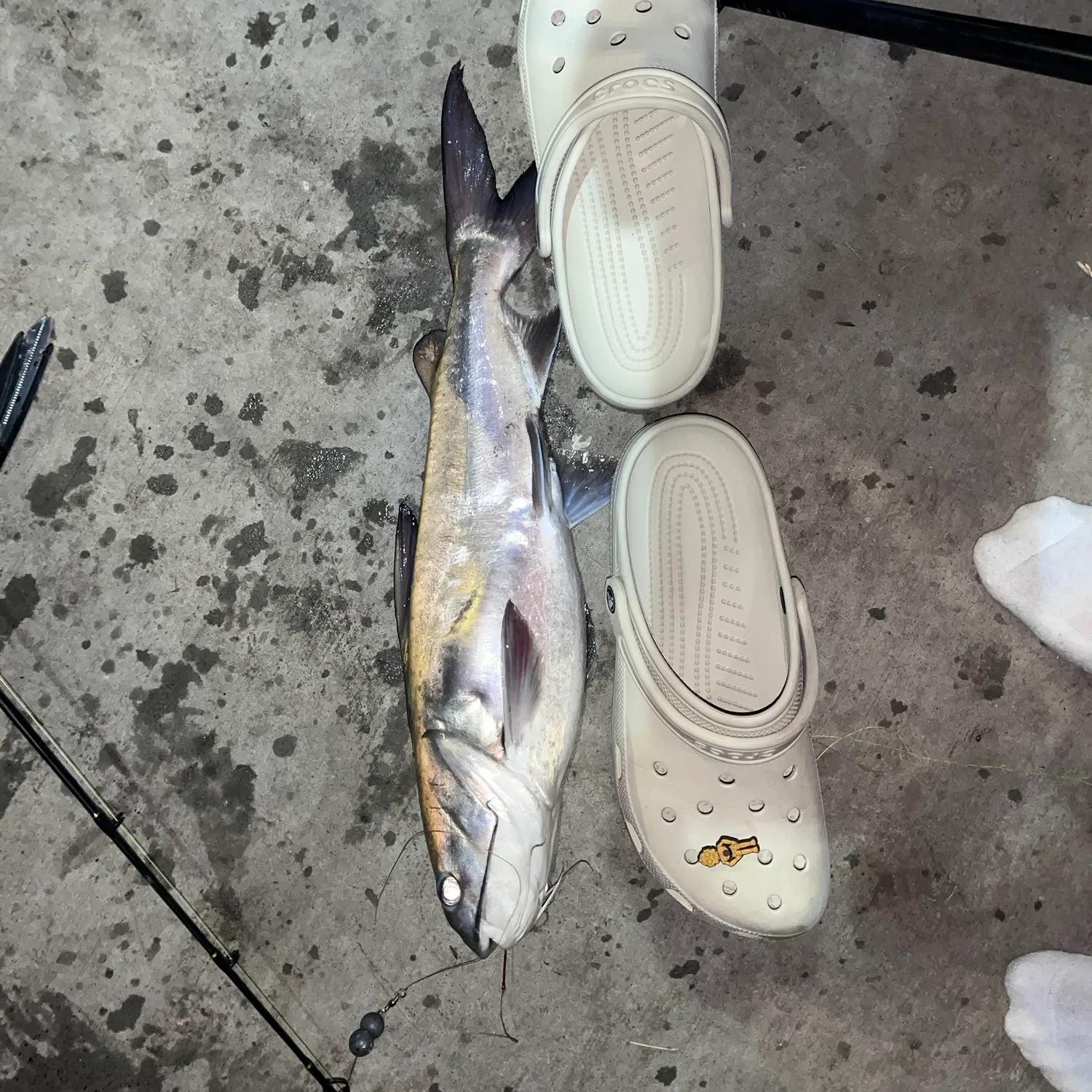 The most recent Blue salmon catfish catches on Fishbrain