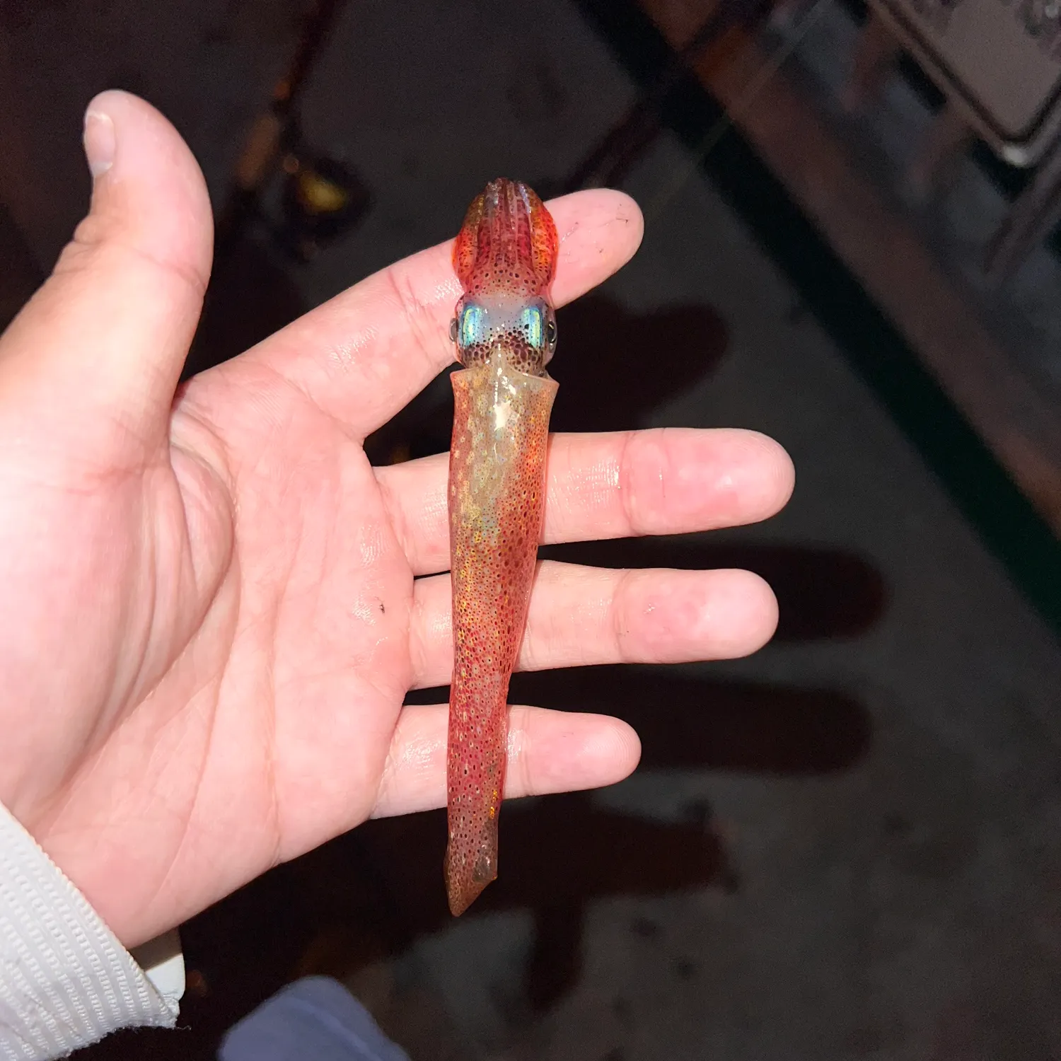 The most recent Gould's squid catches on Fishbrain