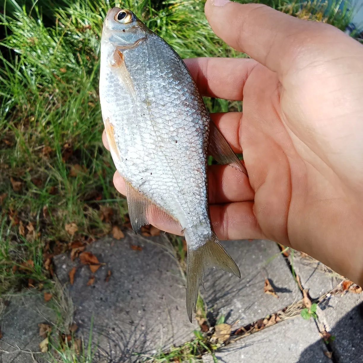 Common roach caught on Fishbrain