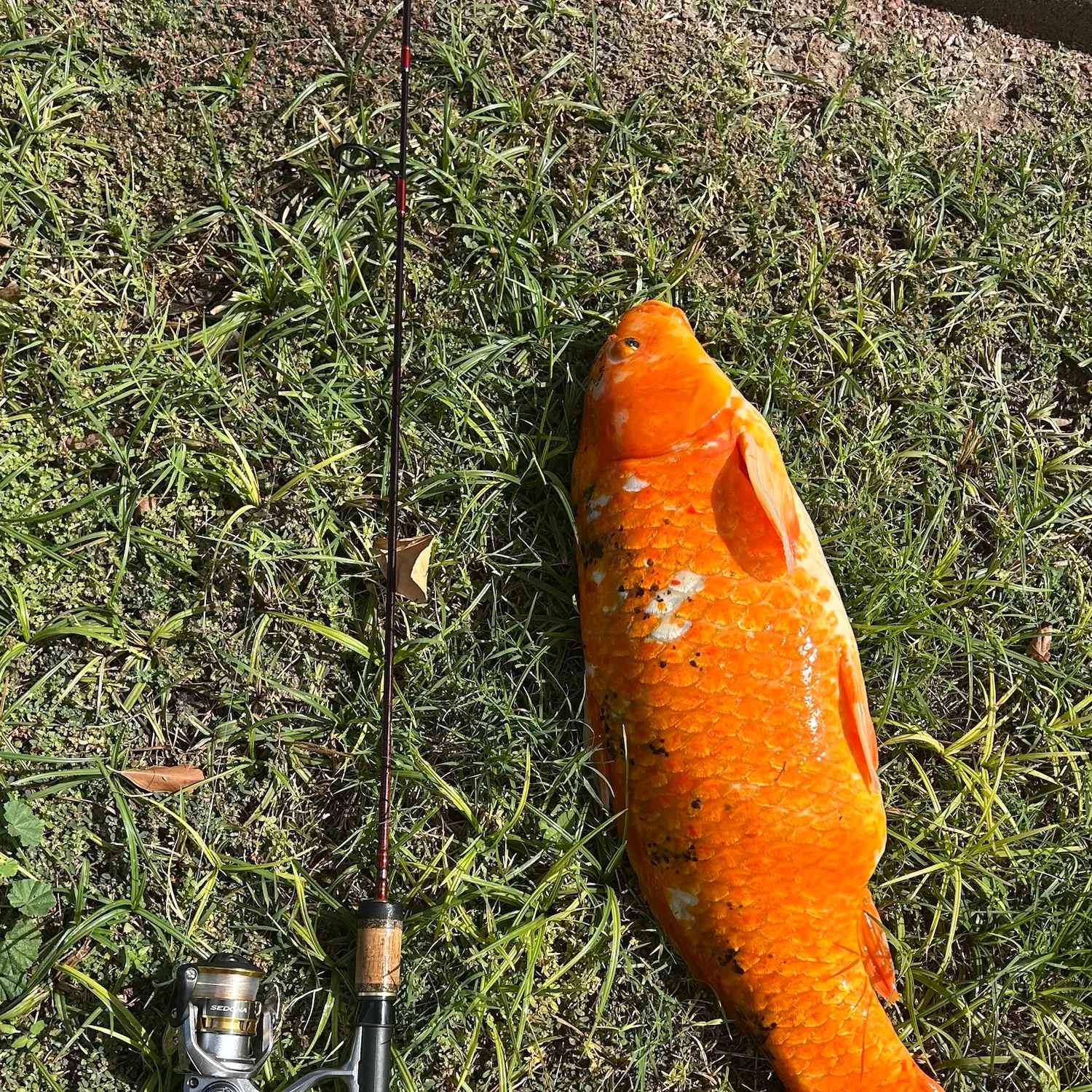 Koi carp caught on Fishbrain