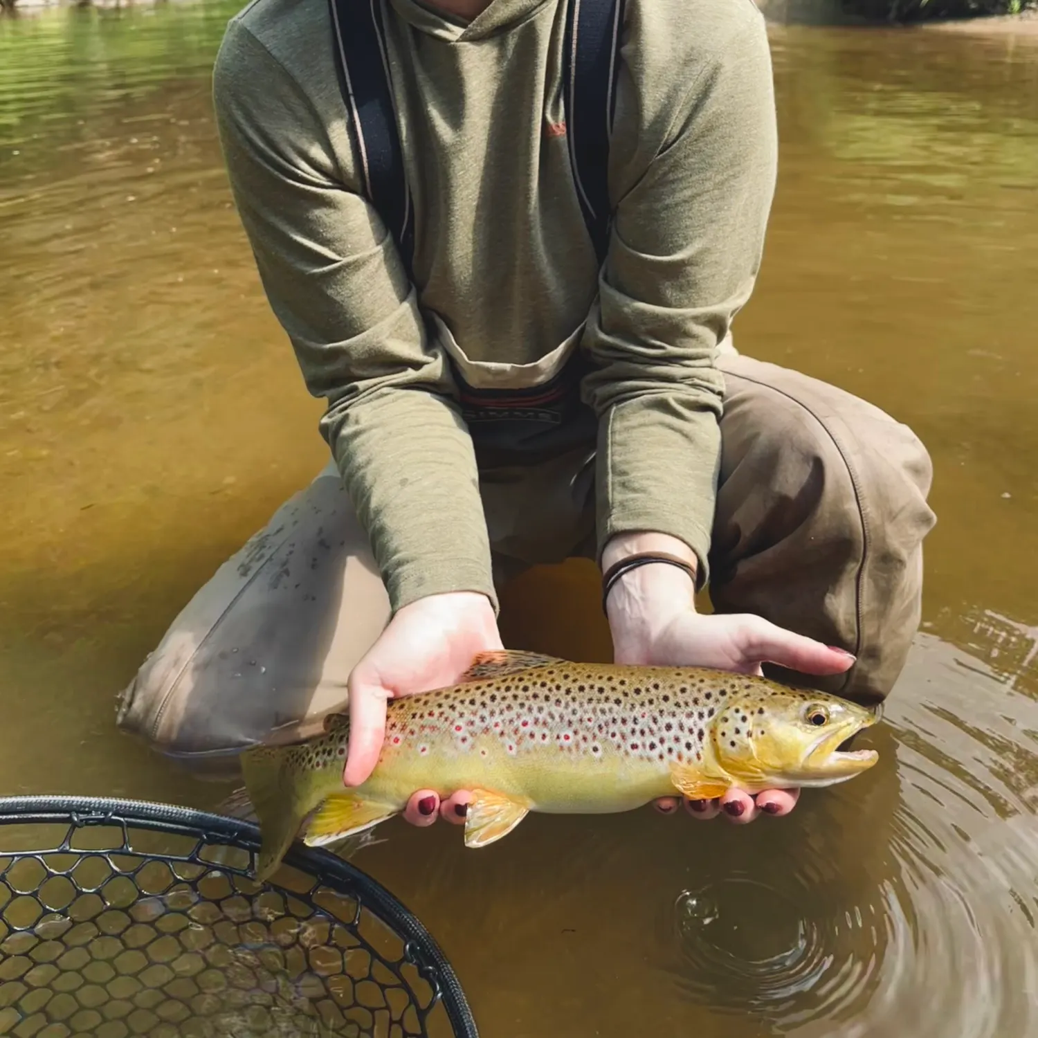 The most recent Brown trout catches on Fishbrain