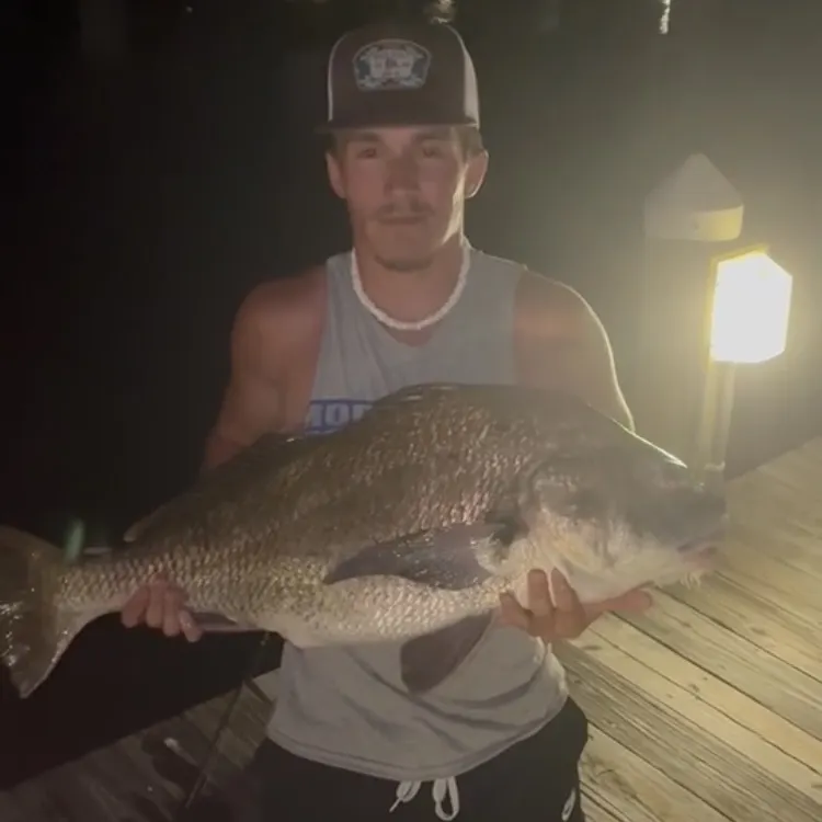 The most recent Whitemouth croaker catches on Fishbrain