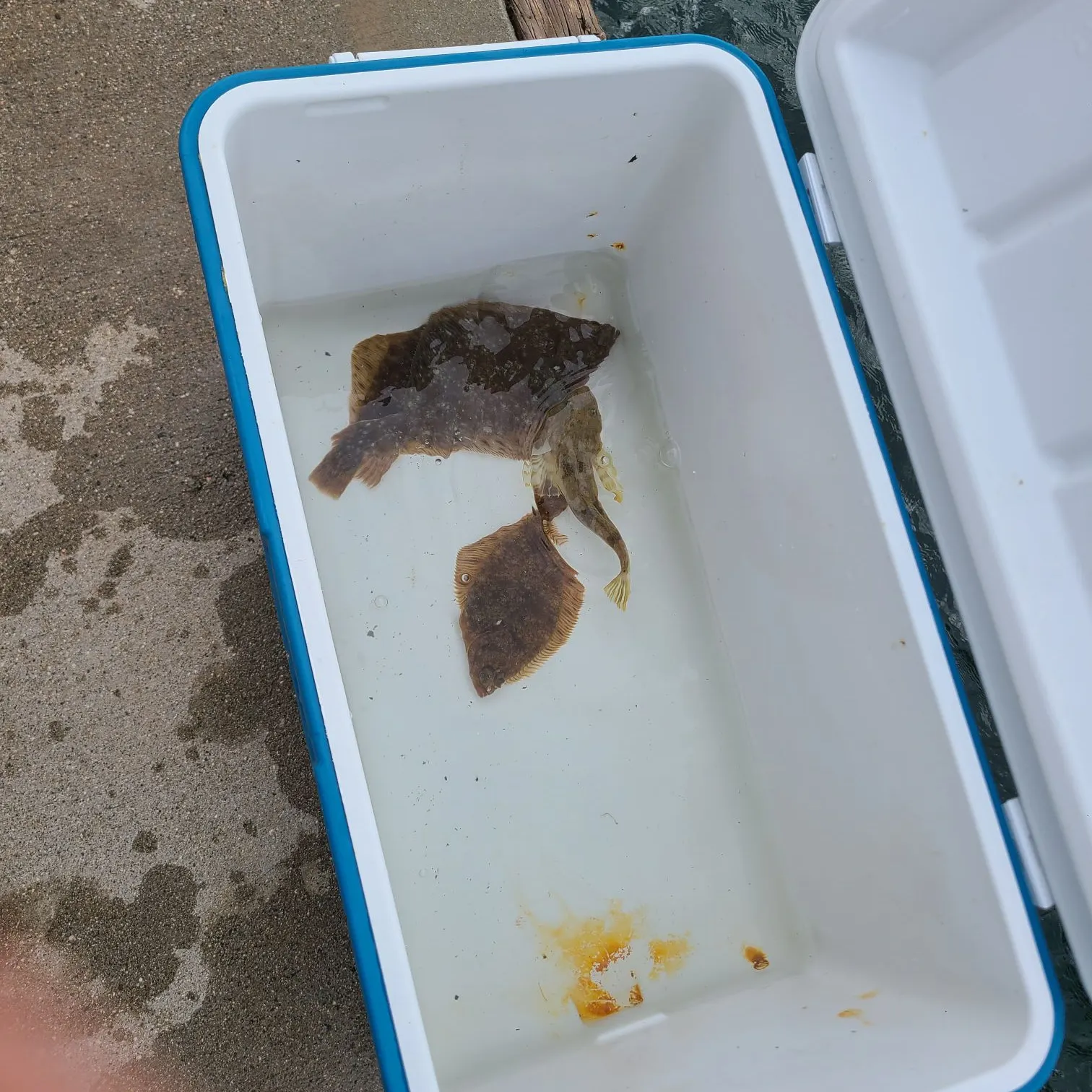 The most recent English sole catches on Fishbrain