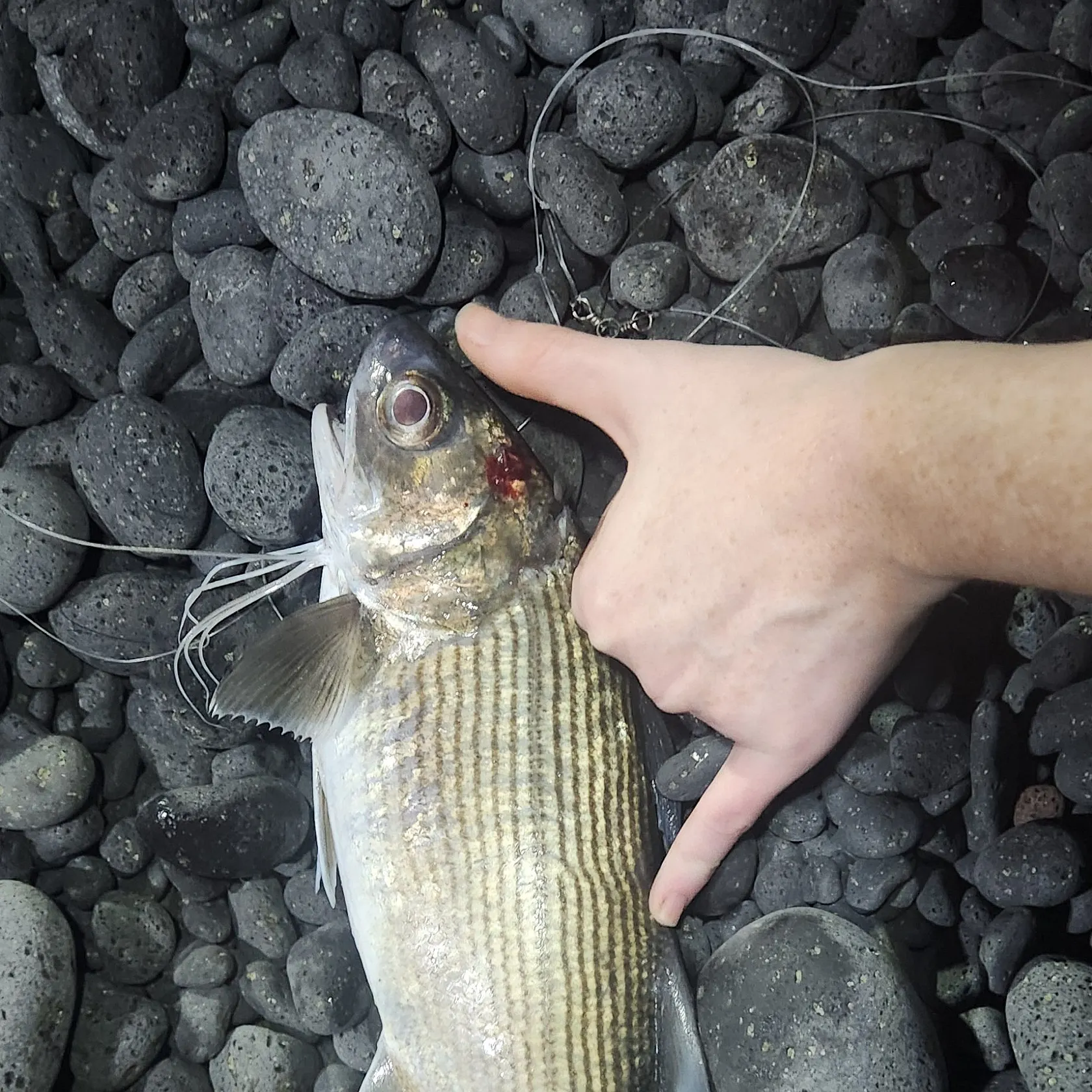 The most recent Sixfinger threadfin catches on Fishbrain