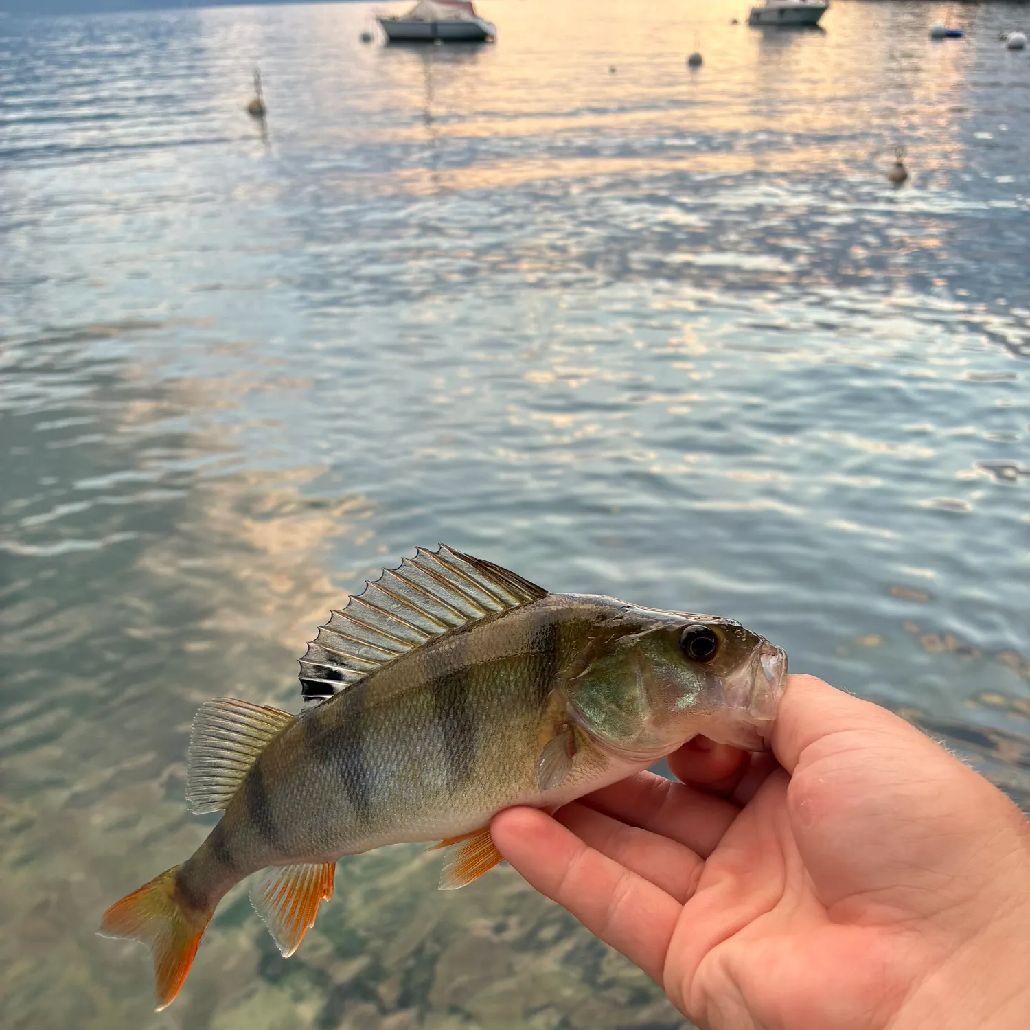 European perch caught on Fishbrain