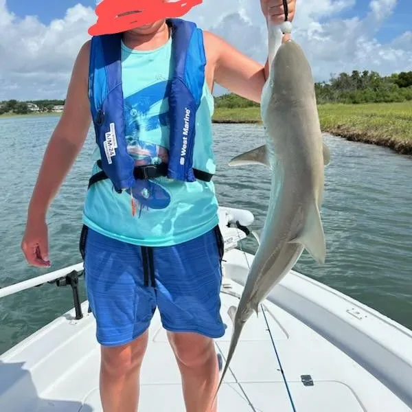 The most recent Finetooth shark catches on Fishbrain