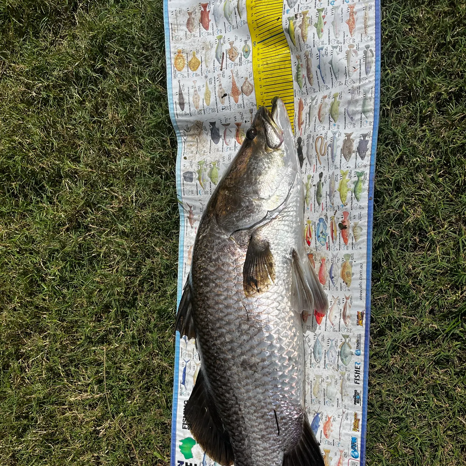 Barramundi caught on Fishbrain
