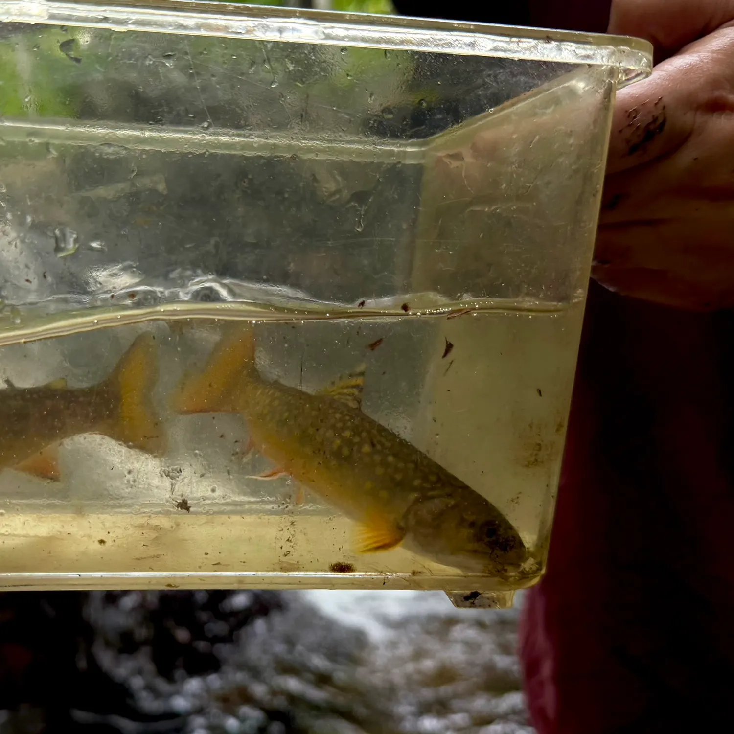 Brook trout caught on Fishbrain