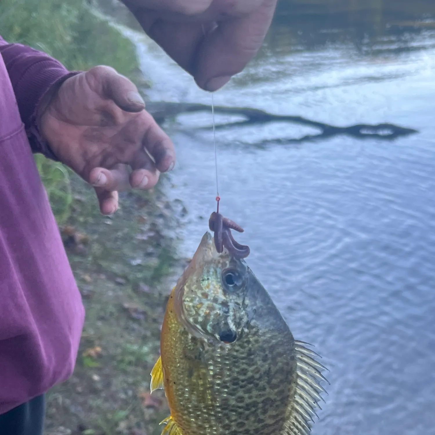 Pumpkinseed caught on Fishbrain