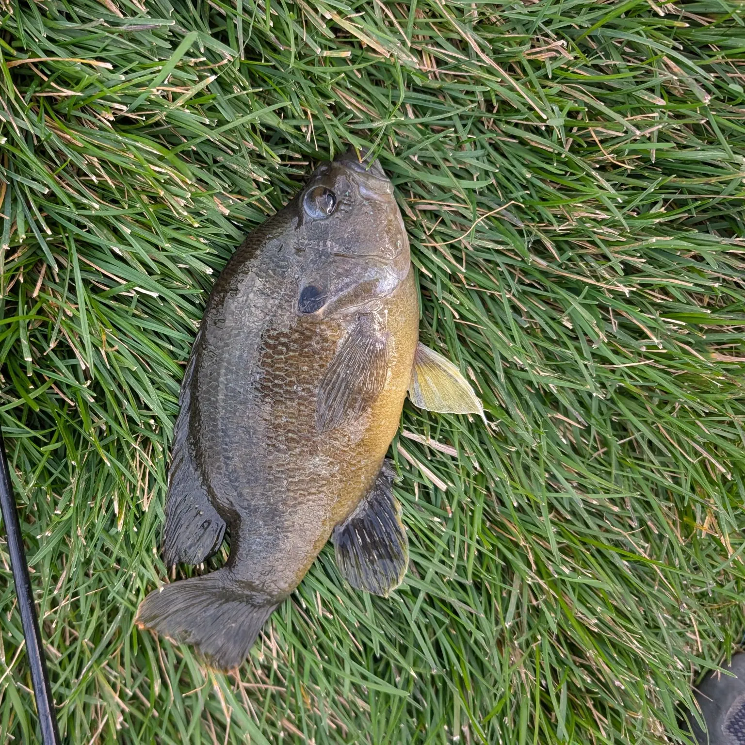 Green sunfish caught on Fishbrain