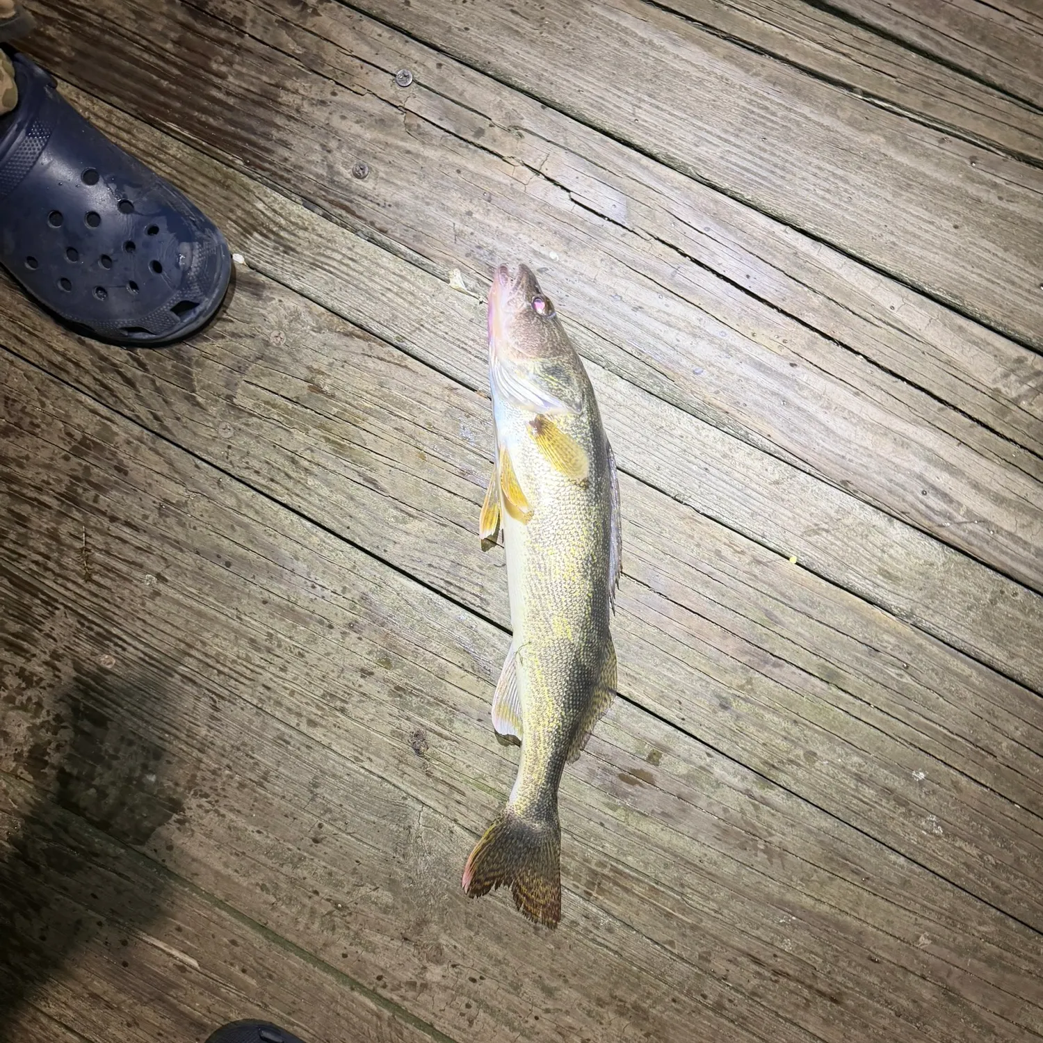 Saugeye caught on Fishbrain