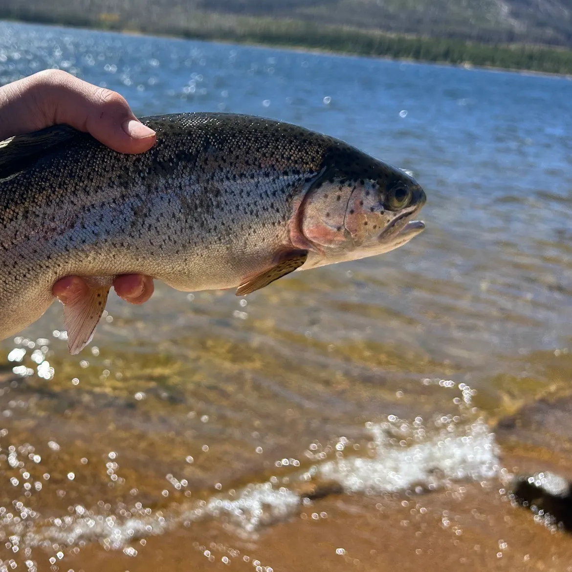 Cutbow caught on Fishbrain