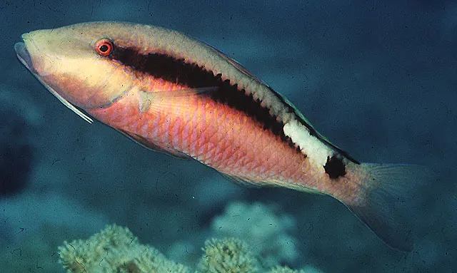 Long-barbel goatfish