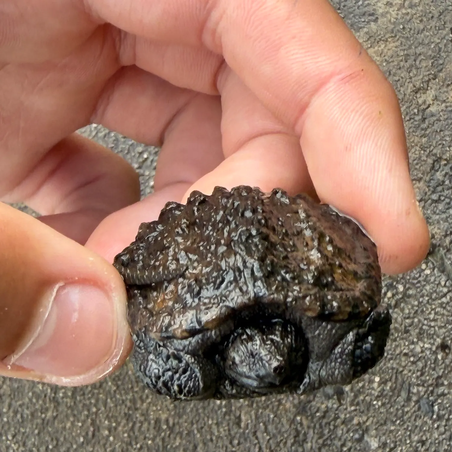 Common snapping turtle caught on Fishbrain