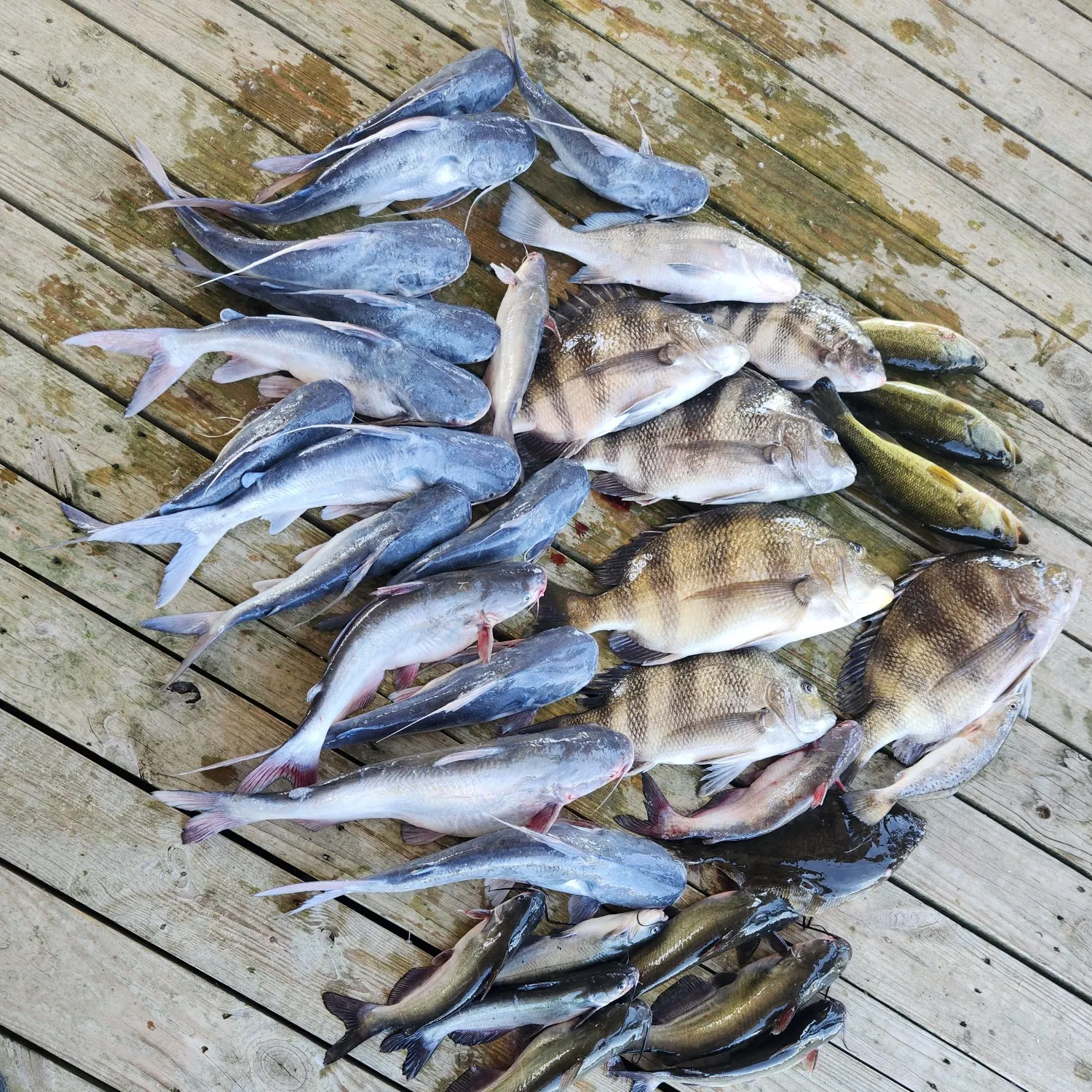 recently logged catches