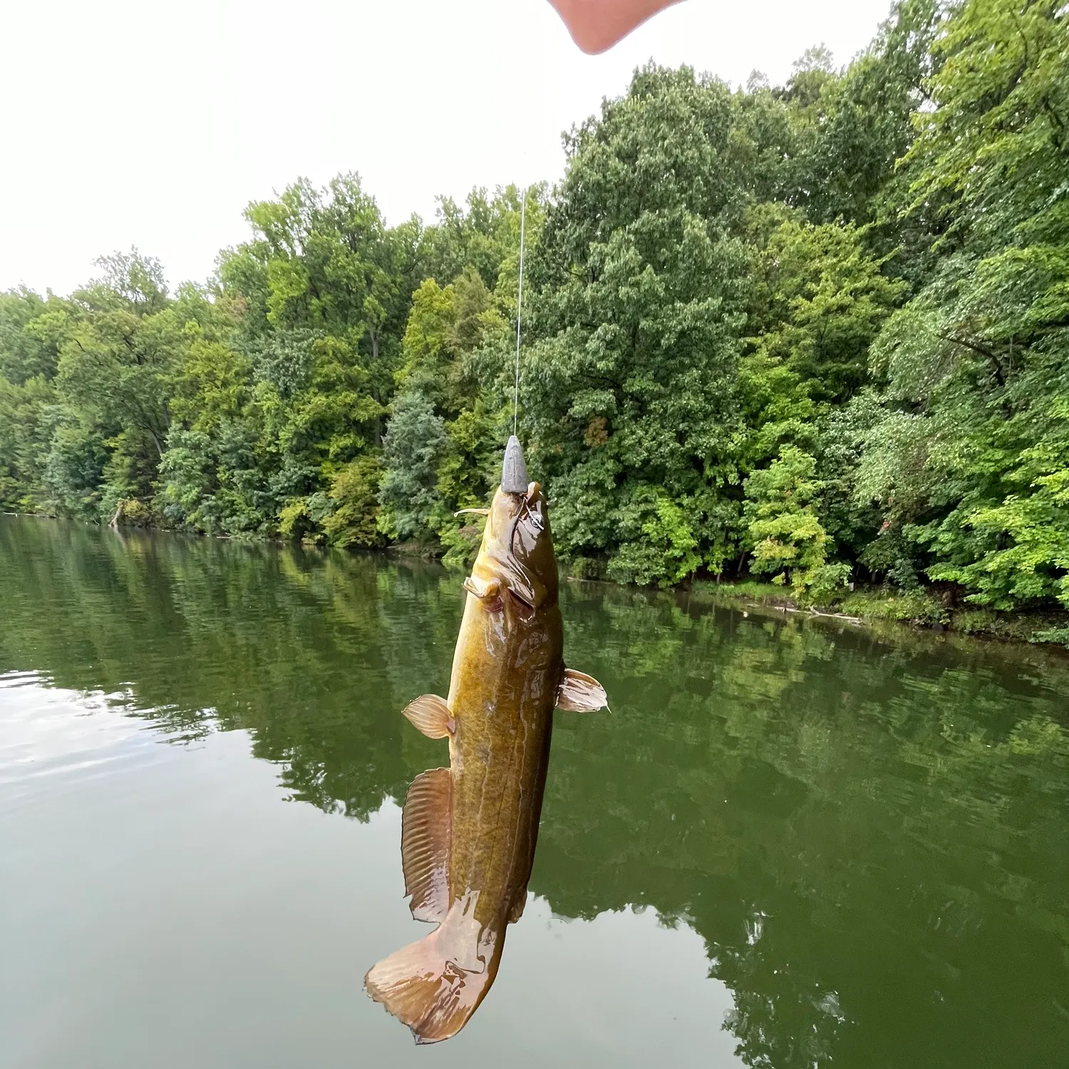 Yellow bullhead caught on Fishbrain