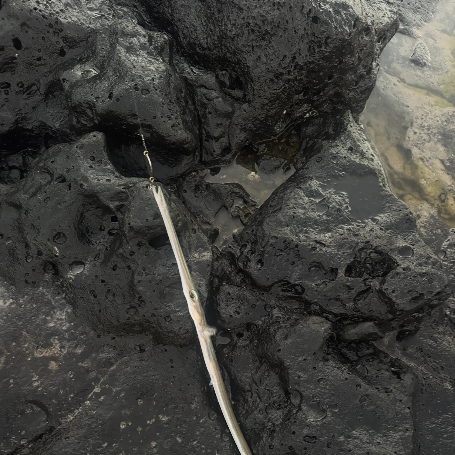 Fish caught on Fishbrain