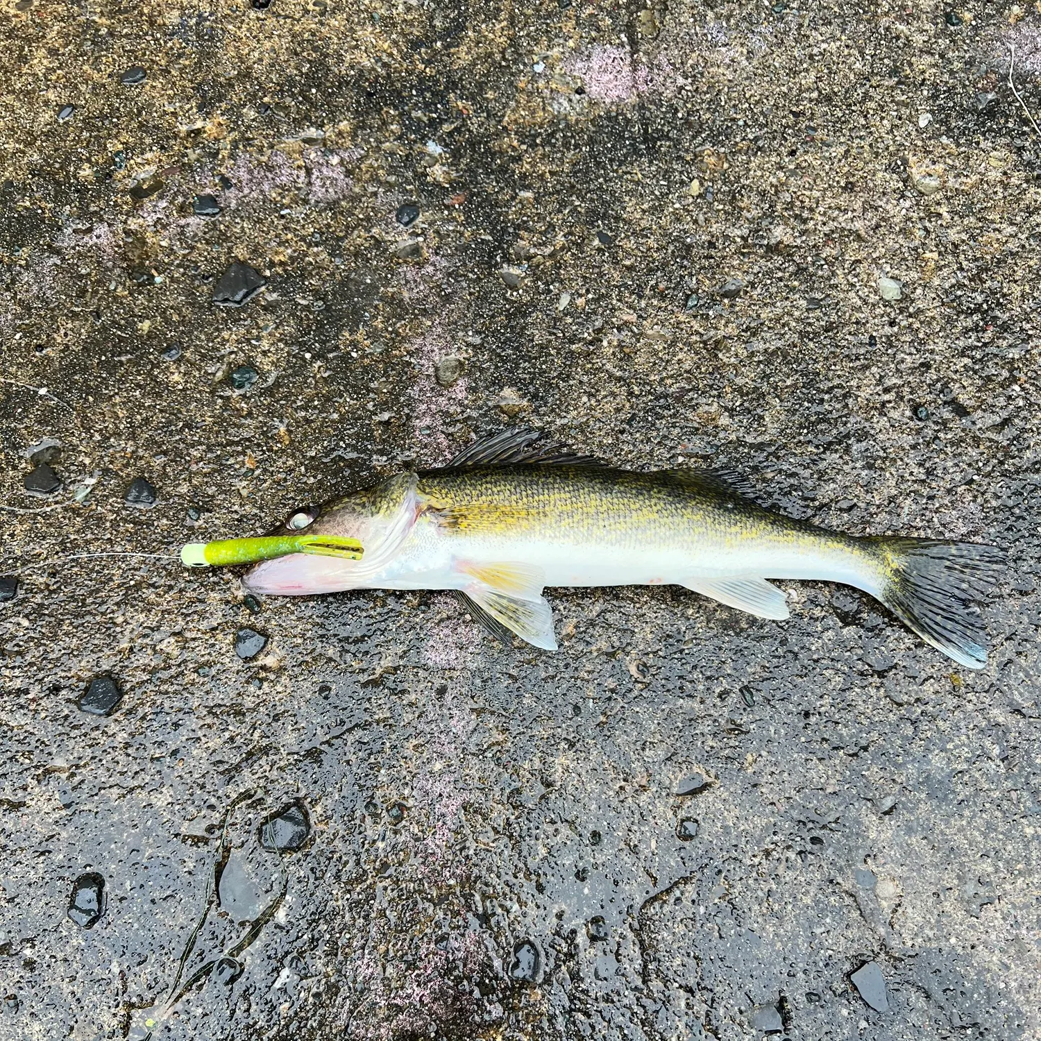 Walleye caught on Fishbrain