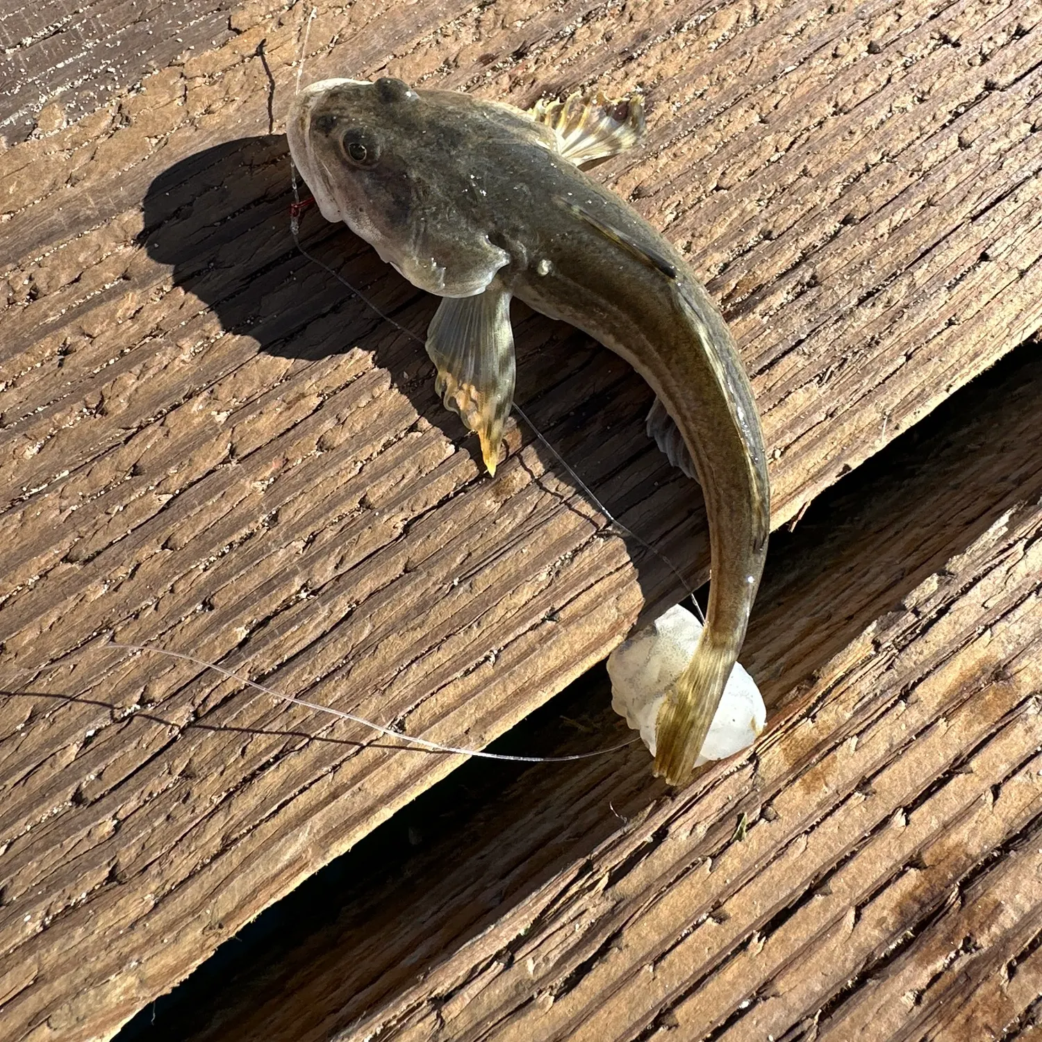 The most recent Pacific staghorn sculpin catches on Fishbrain