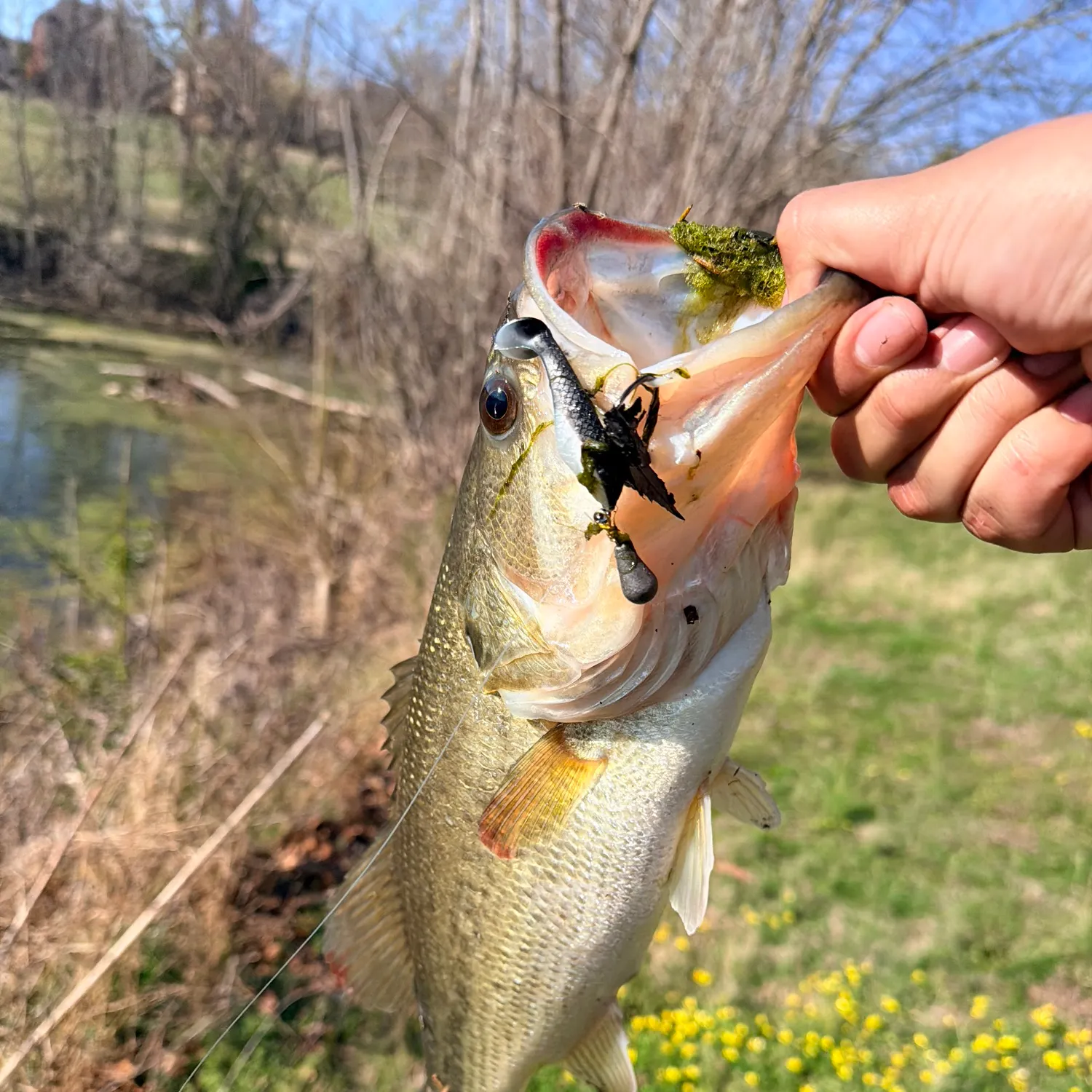 Largemouth bass caught on Fishbrain