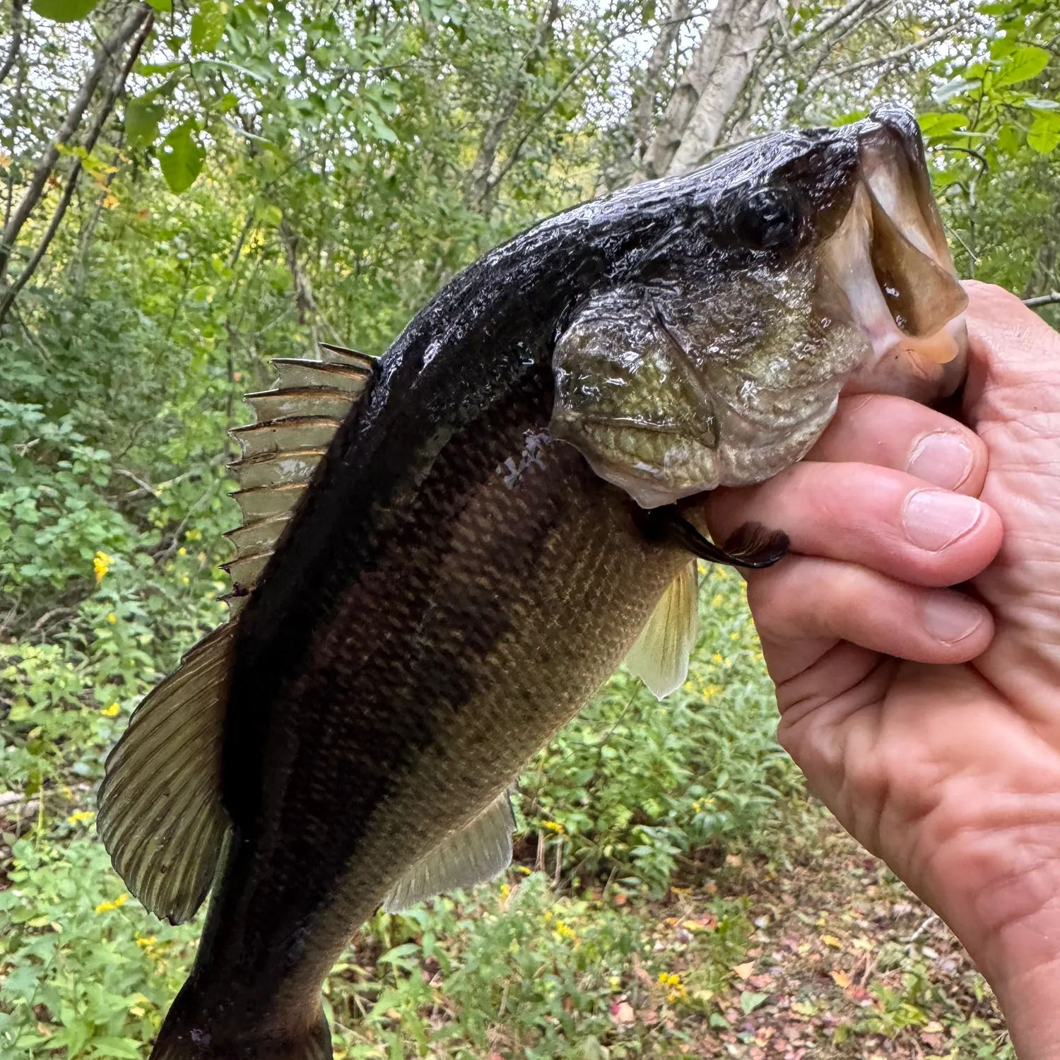 Largemouth bass caught on Fishbrain