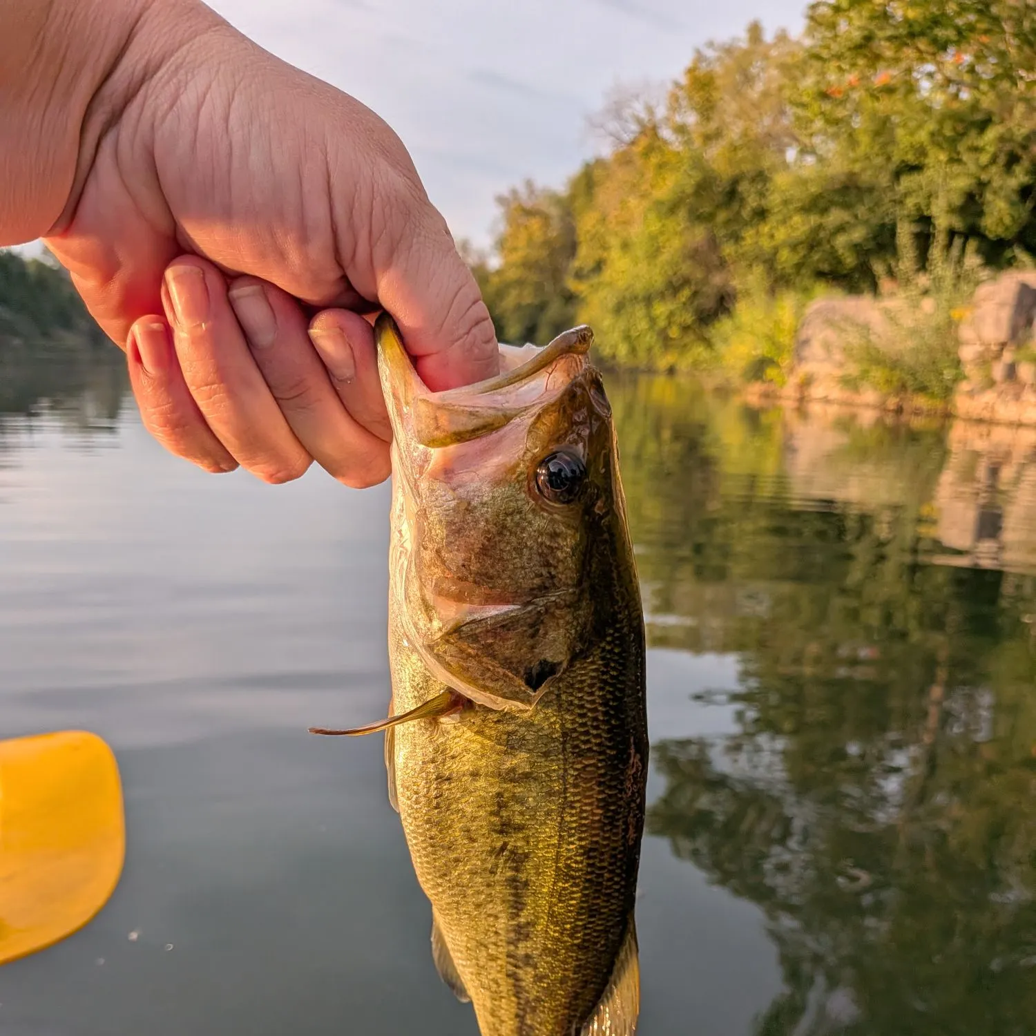Largemouth bass caught on Fishbrain