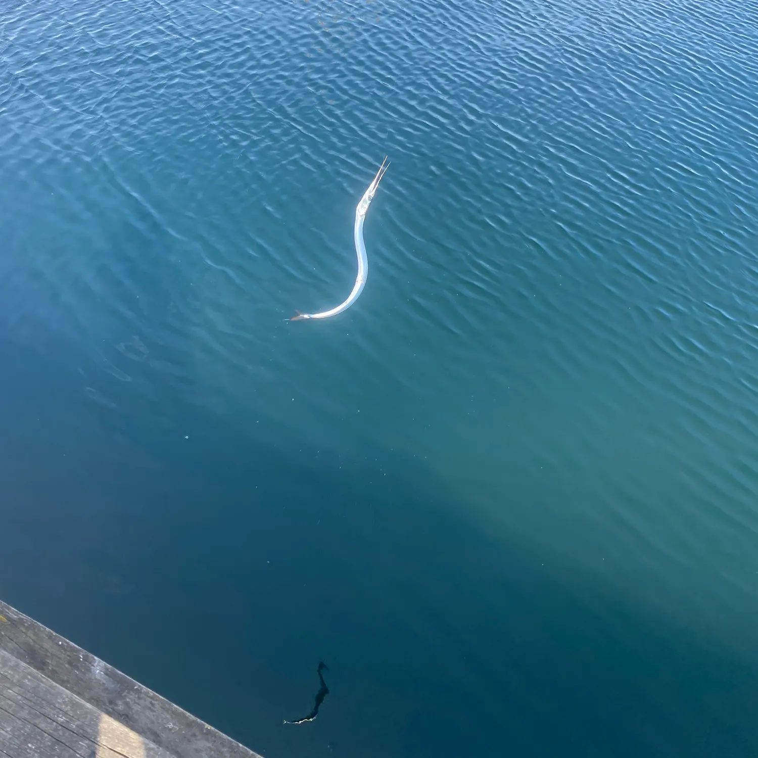 The most recent European garfish catches on Fishbrain