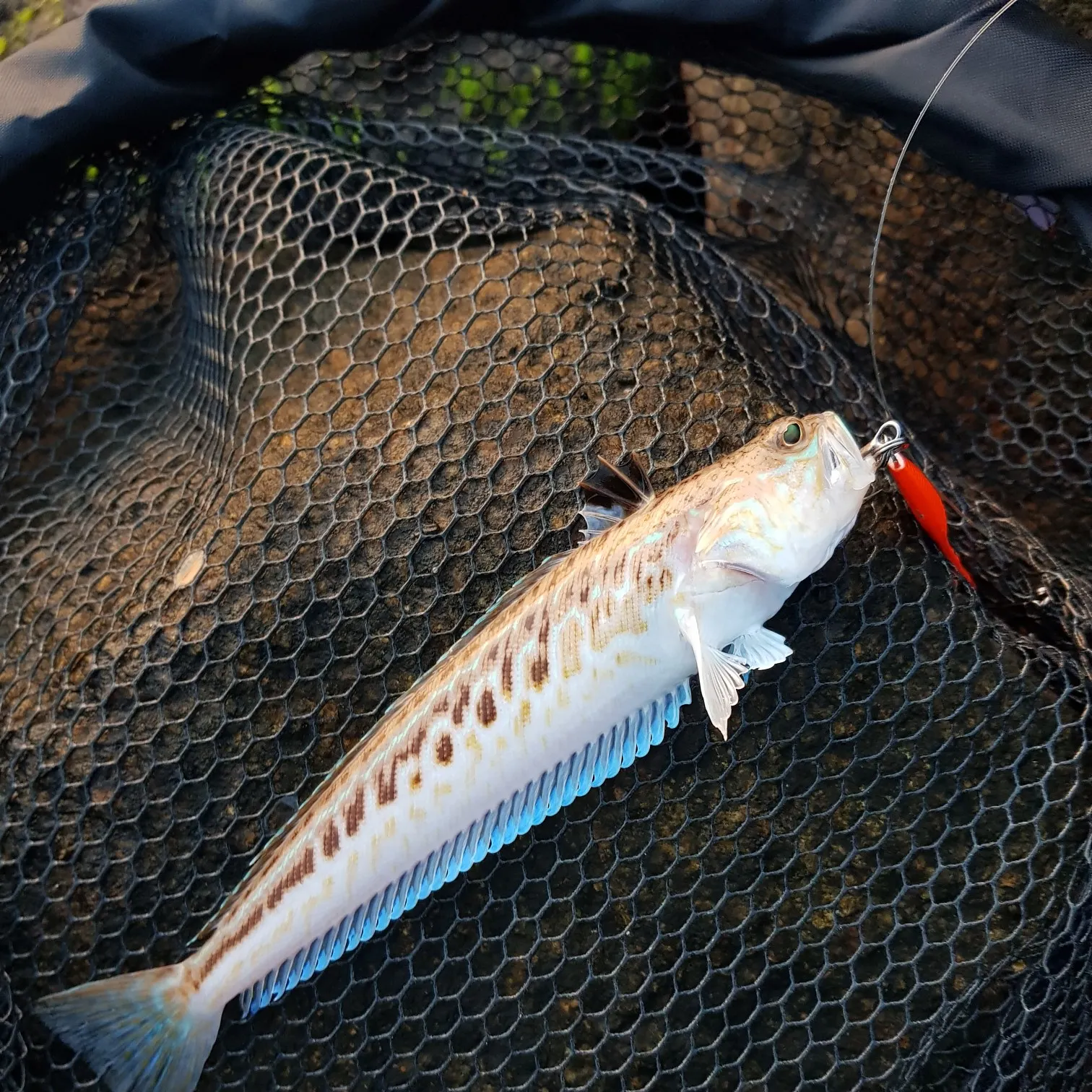 The most popular recent Greater weever catch on Fishbrain