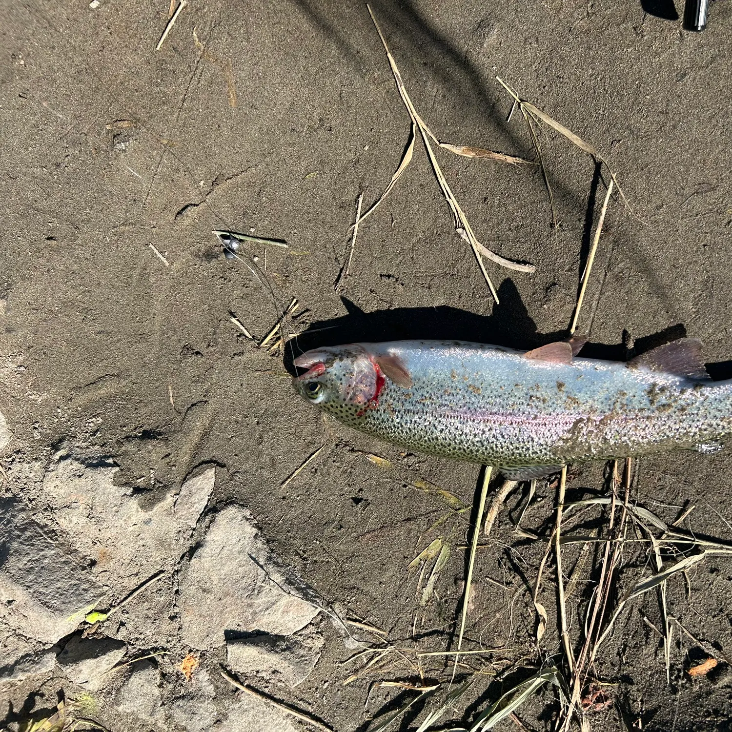 Rainbow trout caught on Fishbrain